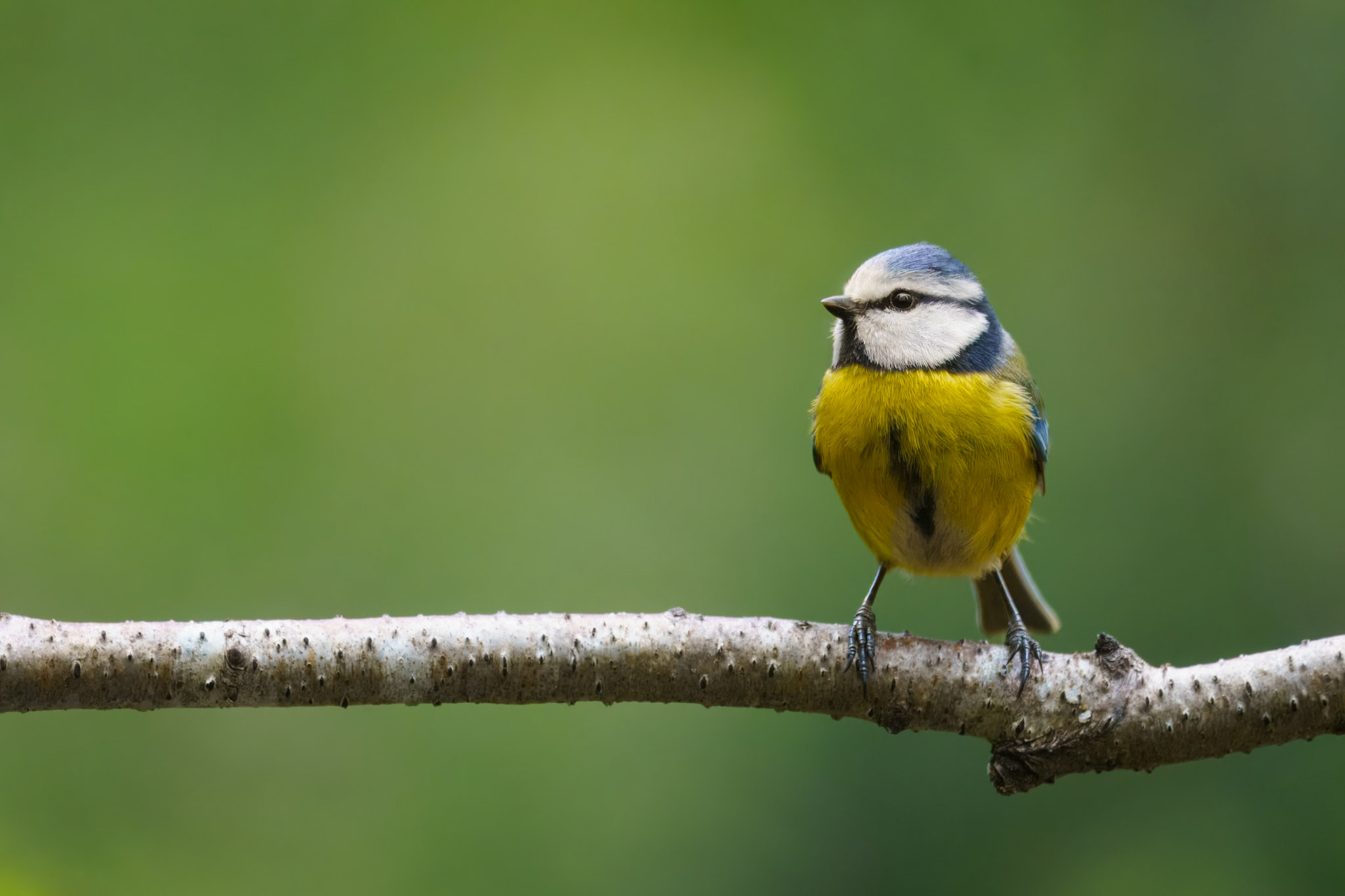 Eurasian blue tit - Pimpelmees