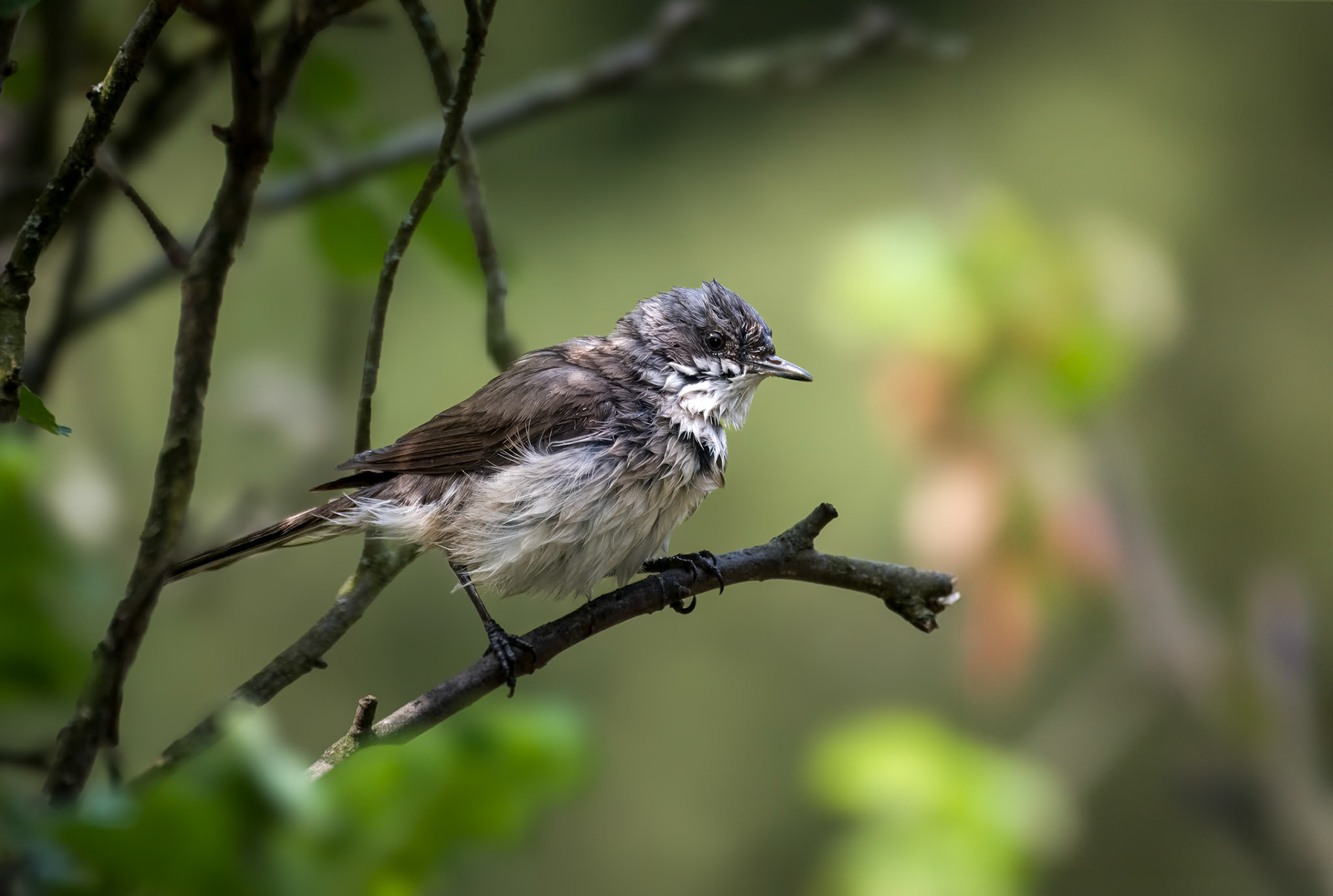 Braamsluiper na een bad.