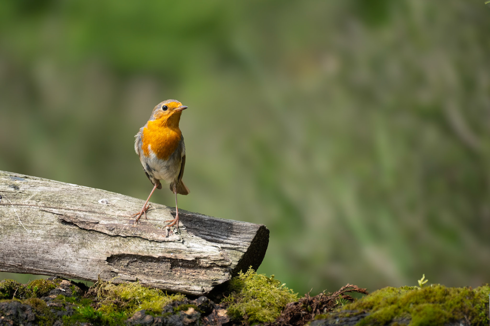 Roodborst