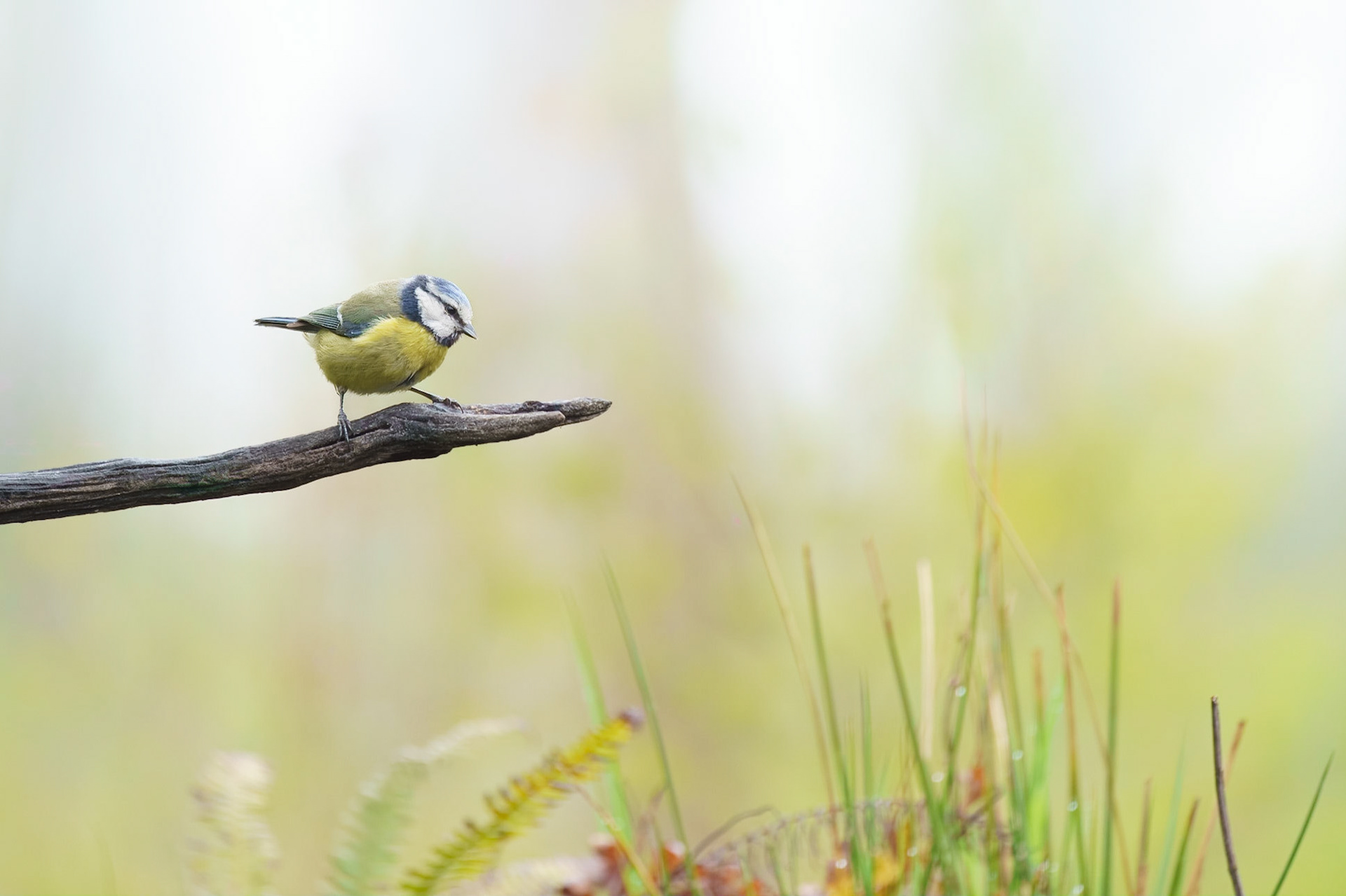 Pimpelmees - Eurasian blue tit
