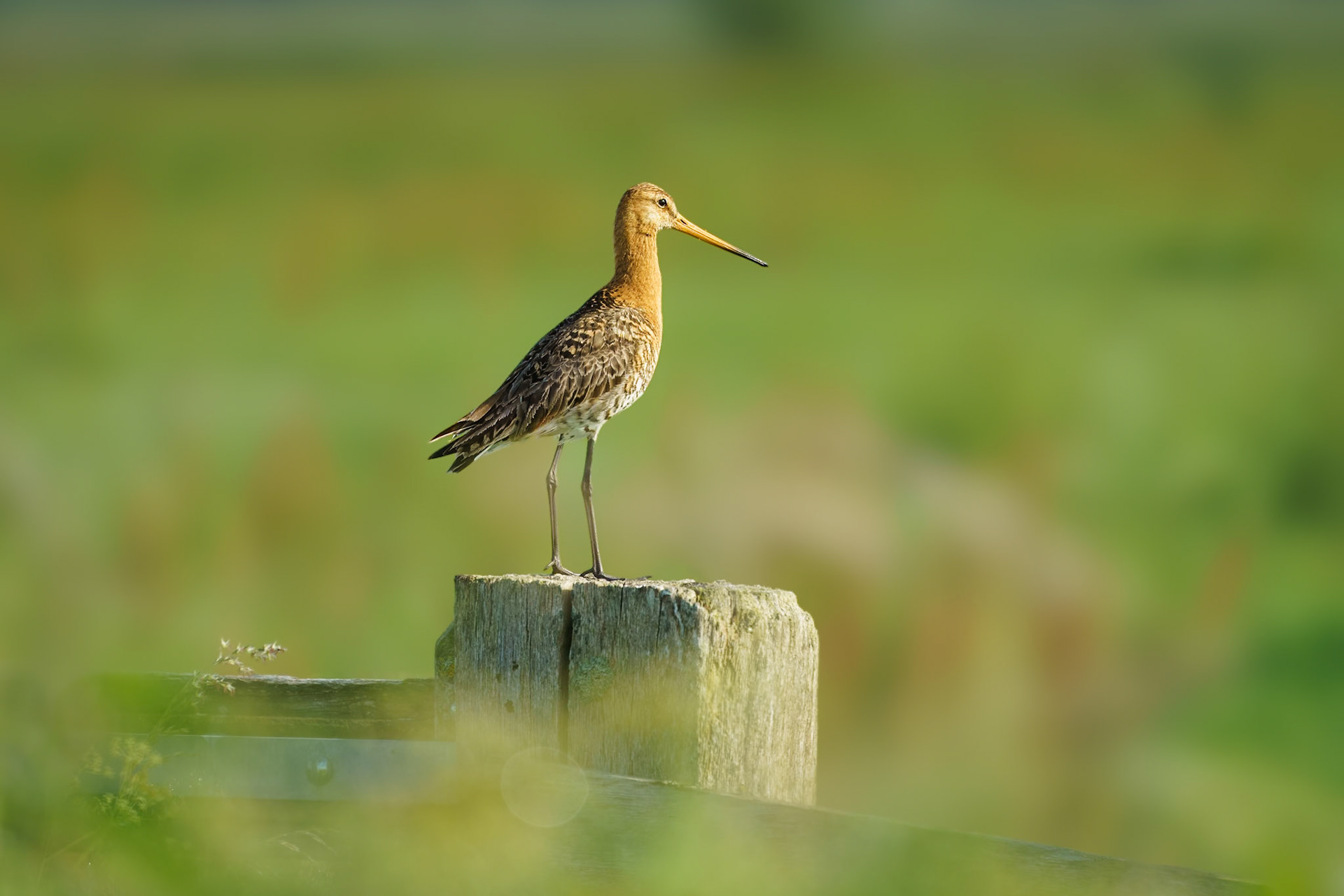 Black-tailed godwit - Grutto