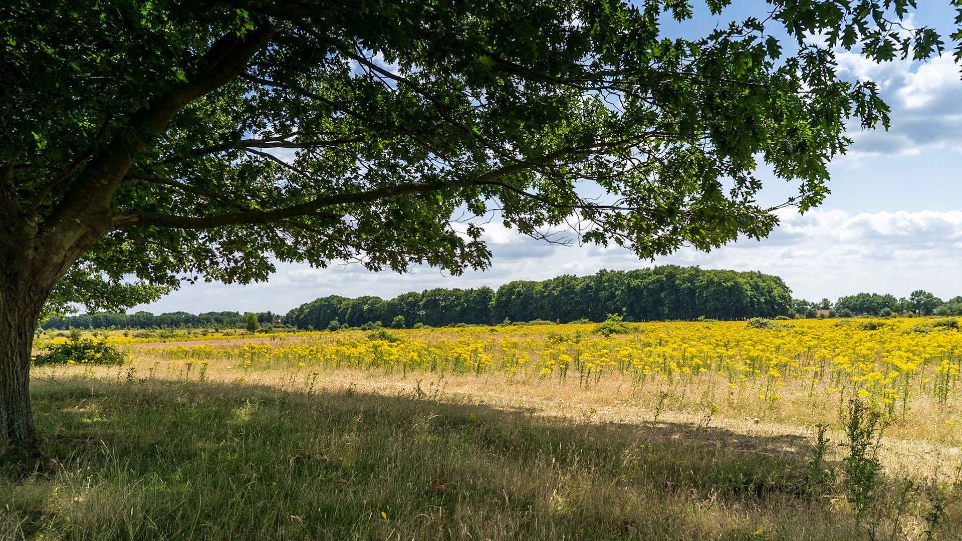 Plantage Willem III