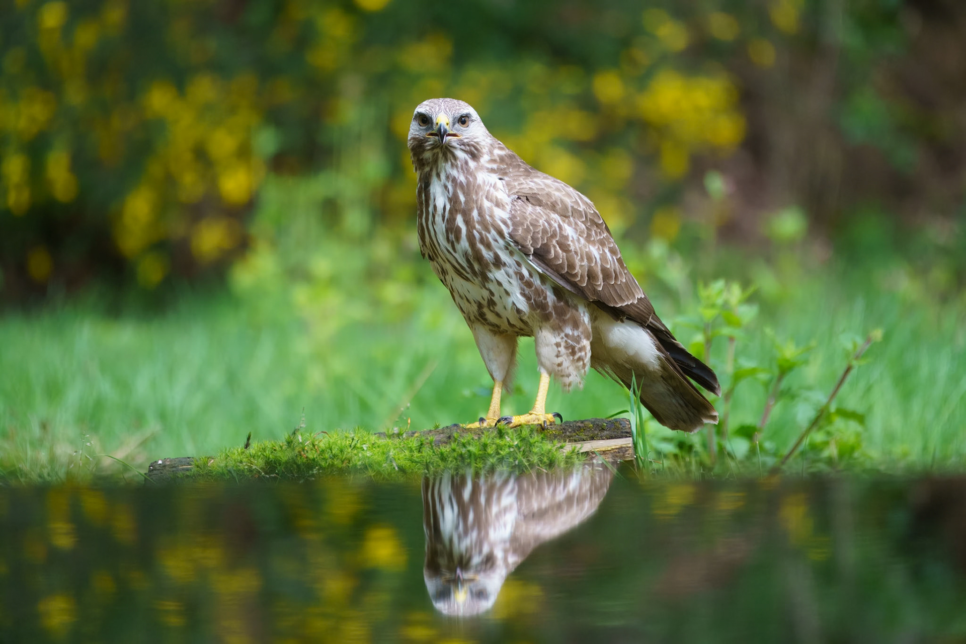 Buizererd - Buzzard