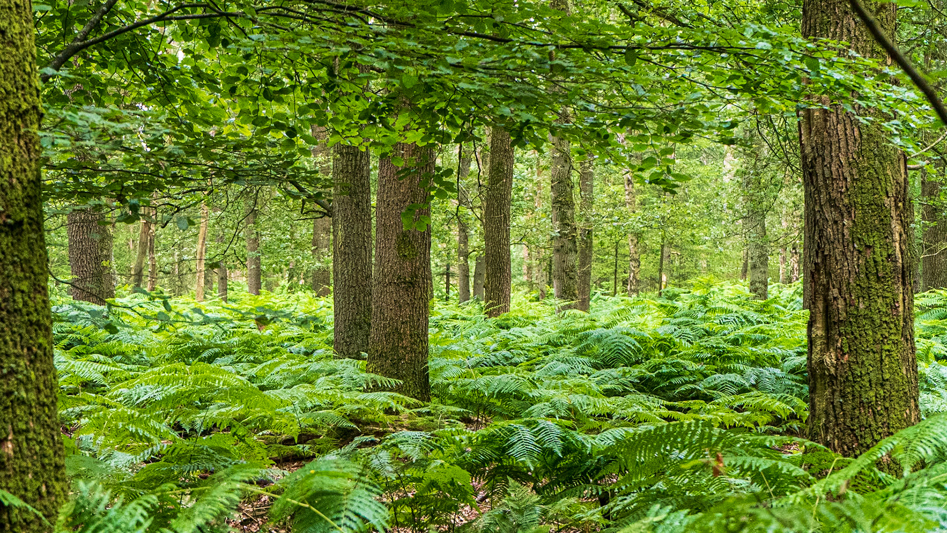 landgoed tongeren, Juli 2019