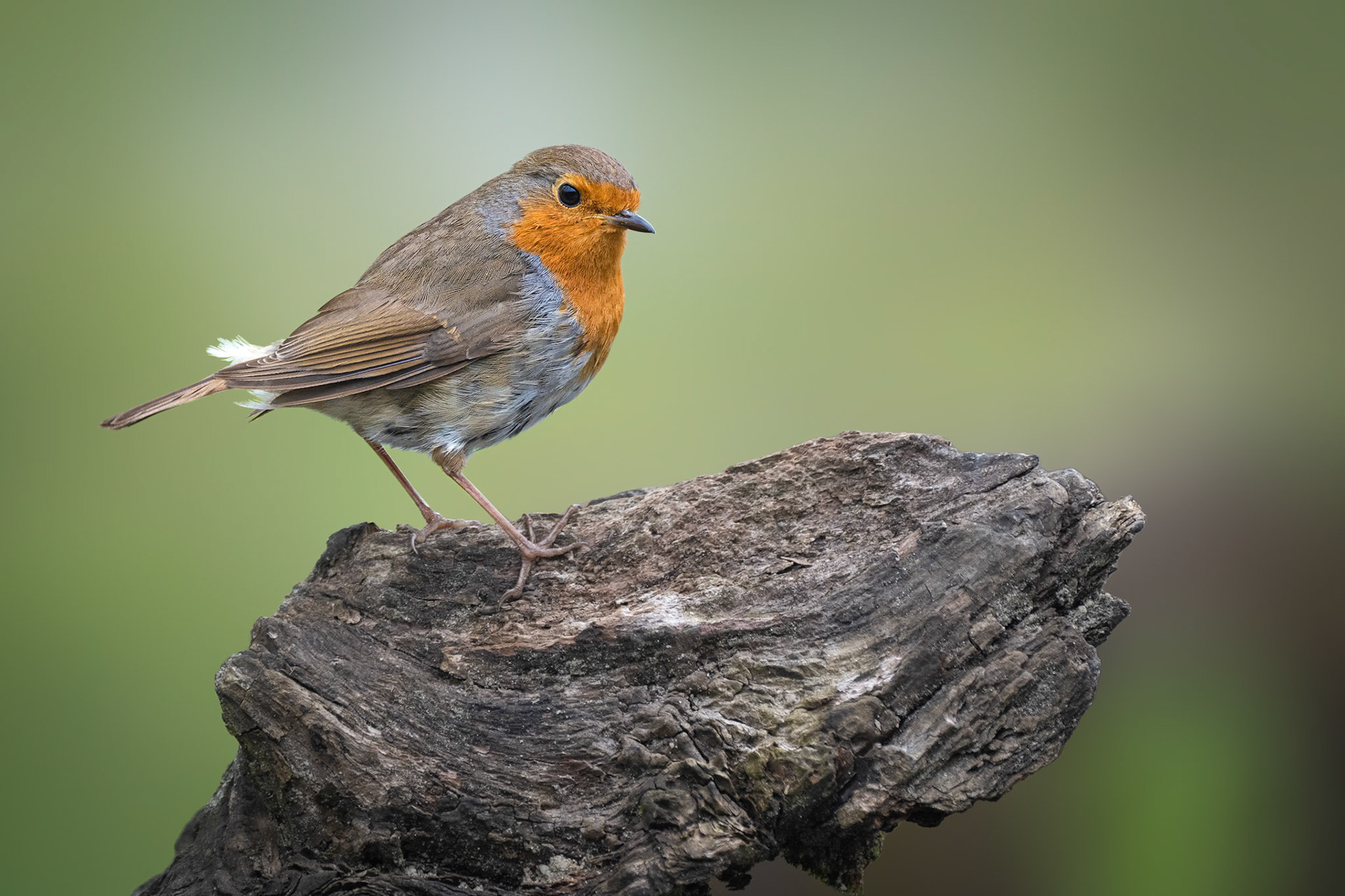 Sallandse Heuvelrug, The Netherlands - 2023