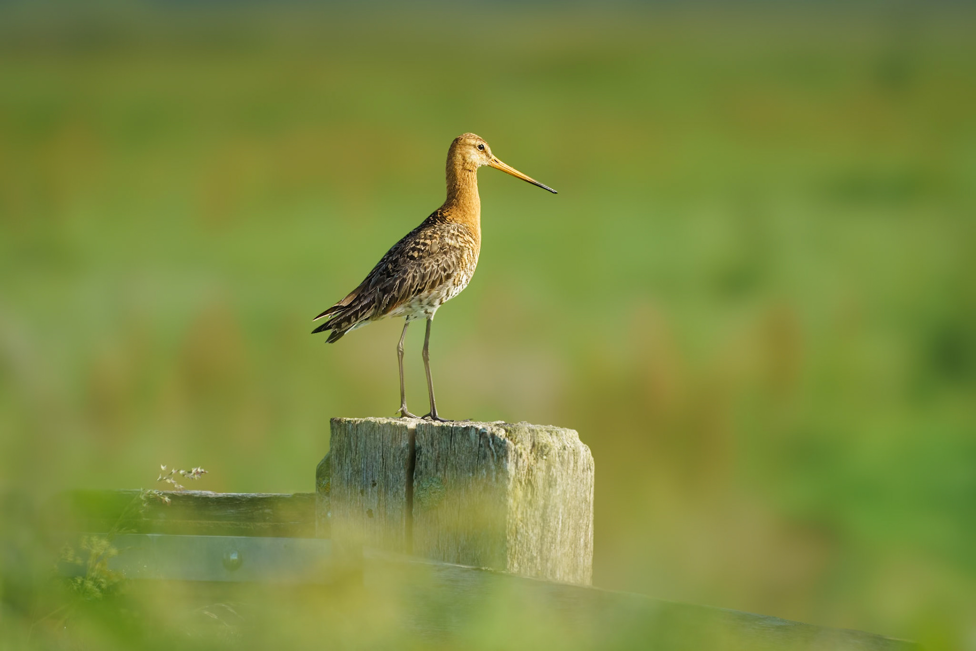 Black-tailed godwit - Grutto