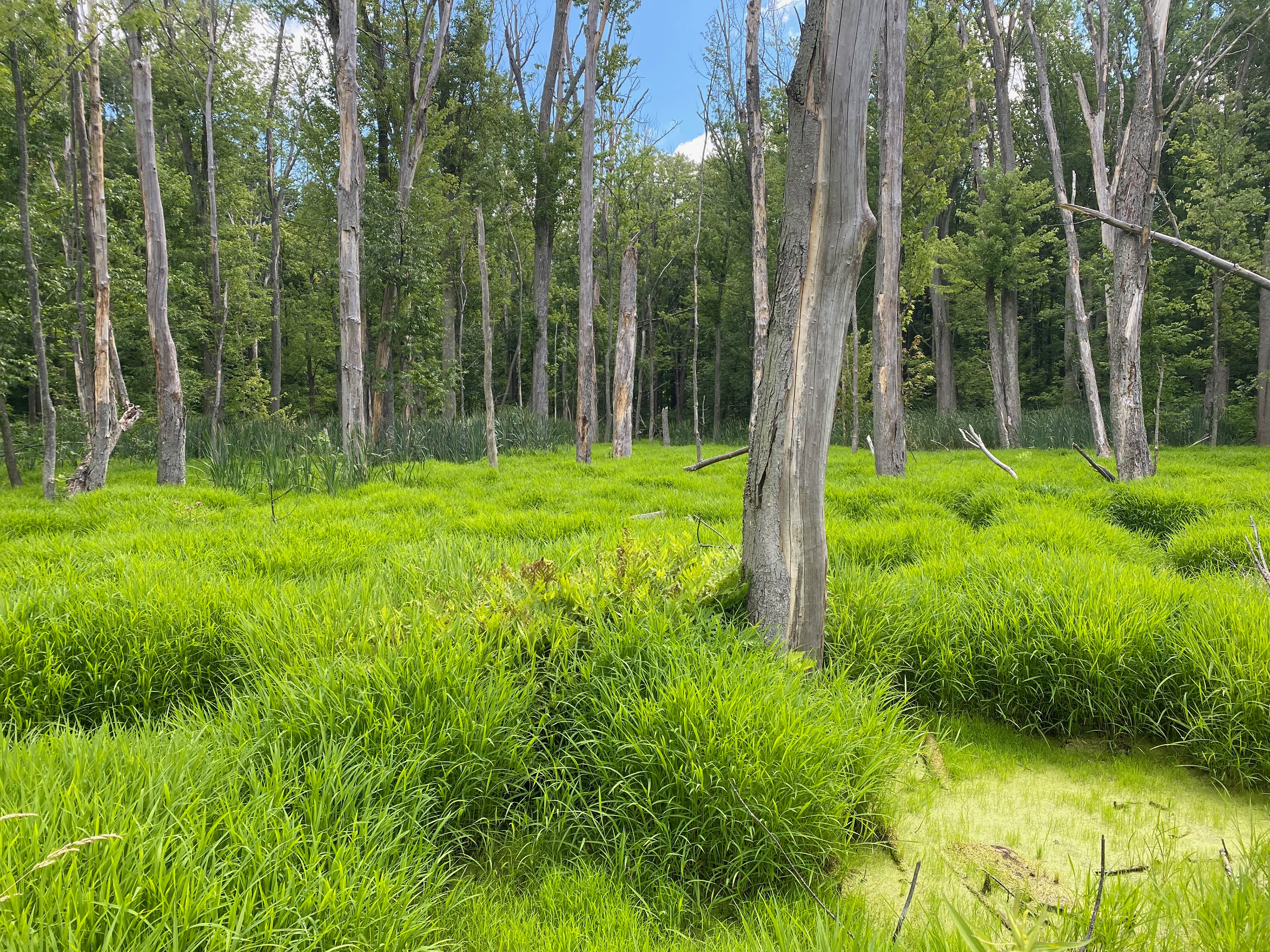 the swamp in the Spring/Summer