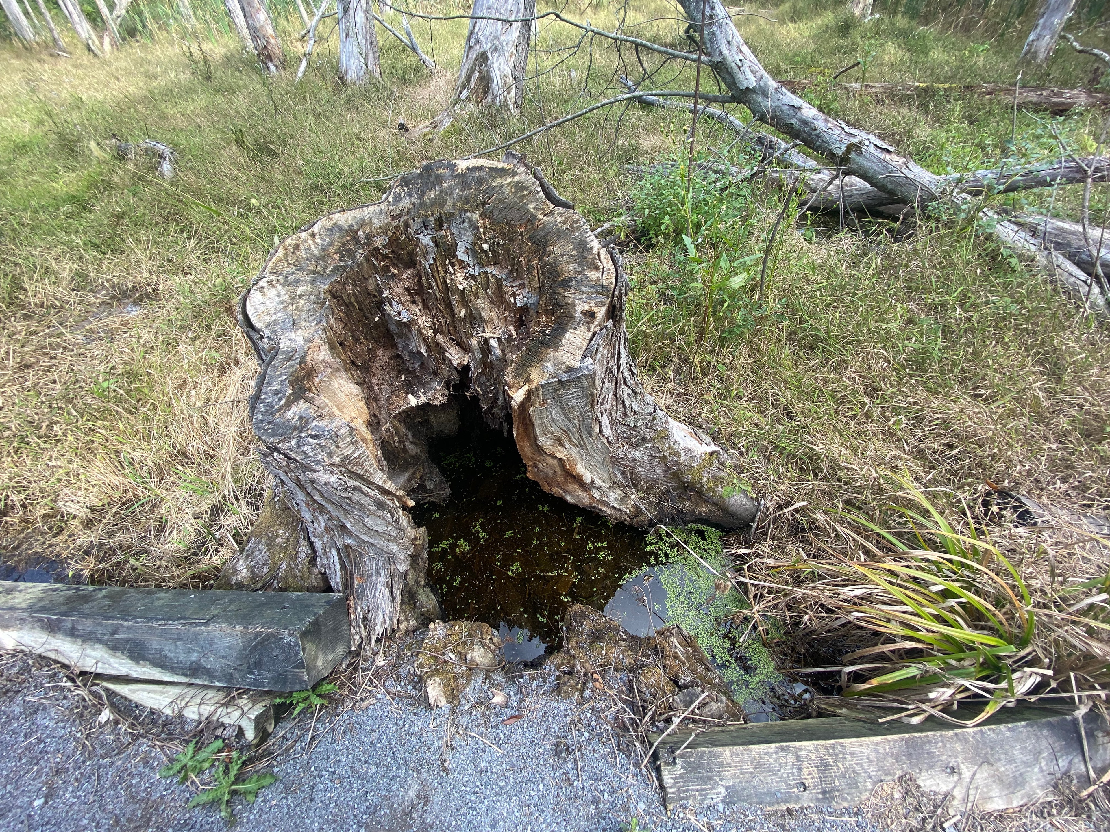 the stump