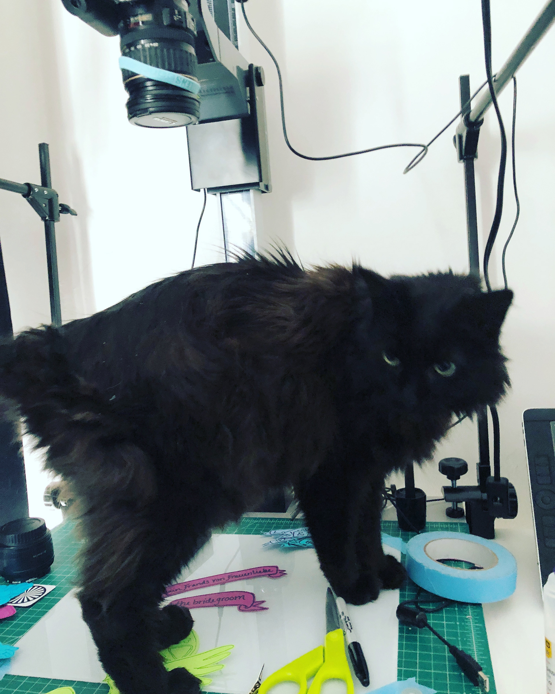 my cat Pippin being a helpful downshooter assistant