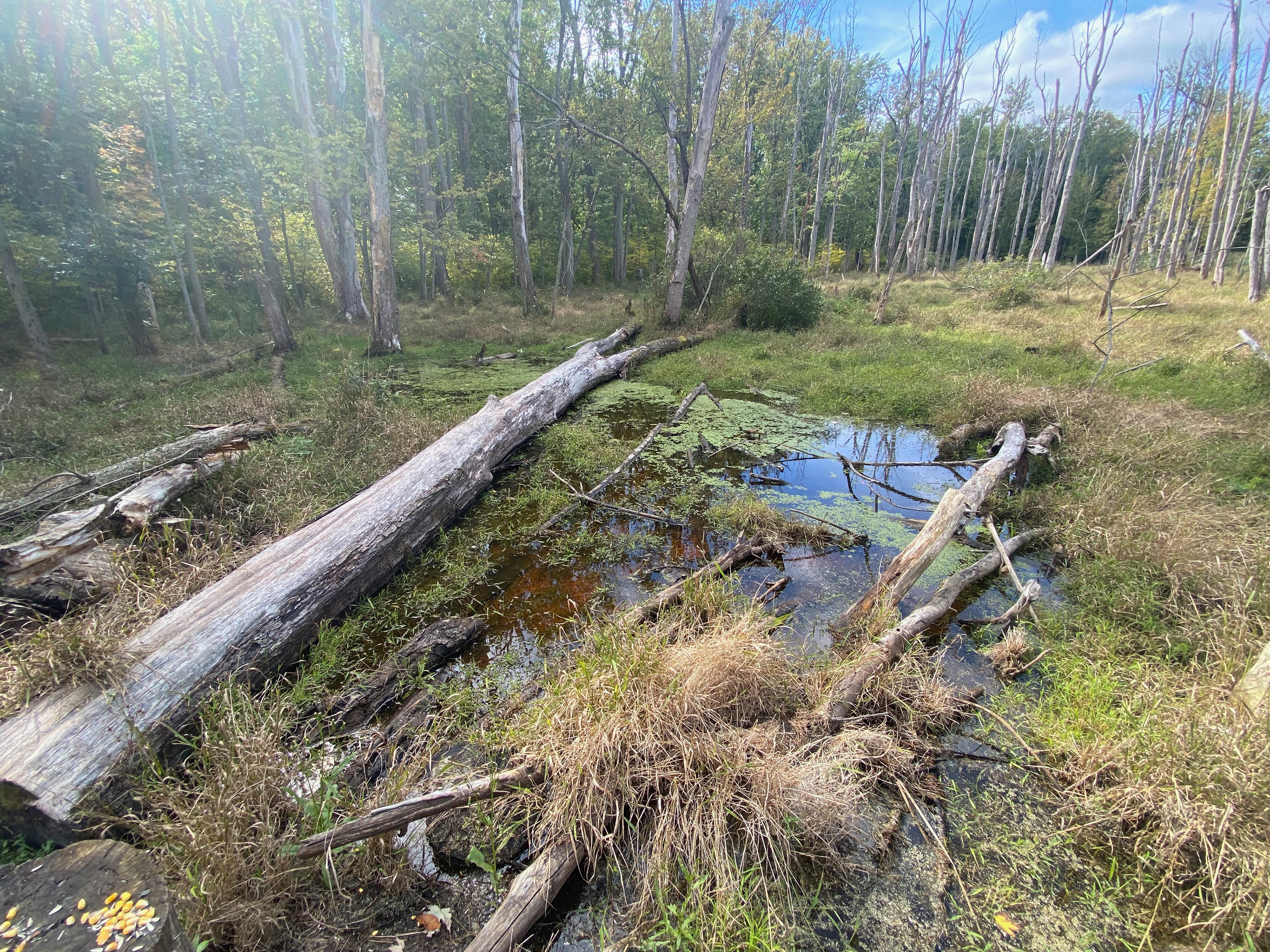 the swamp in the Fall