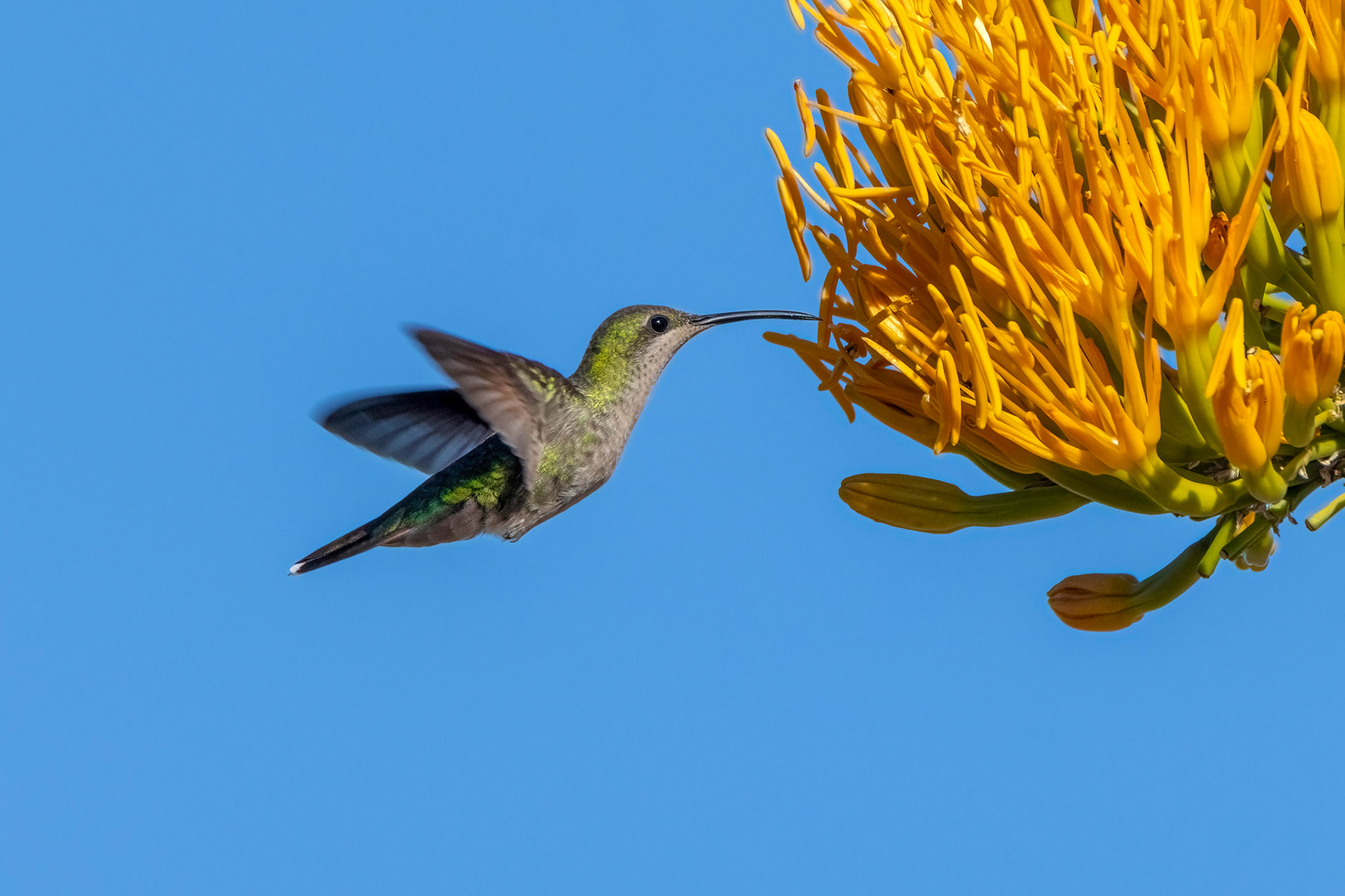 ANTEILLEAN MANGO, HUMMINGBIRD, PUERTO ESCONDIDO, DOMINICAN REPUBLIC