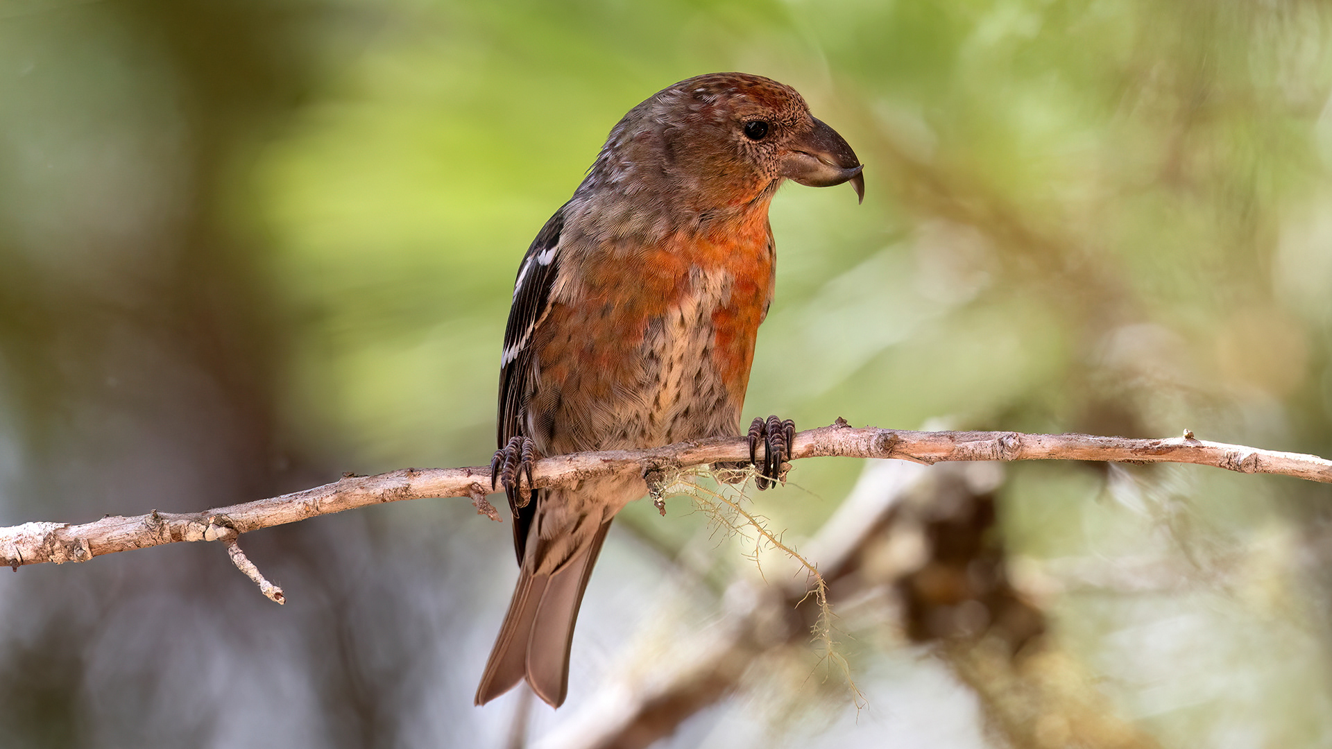 PICO CRUZADO, HISPANIOLAN CROSSBILL, LOXIA MEGAPLAGA, SIERRA DE BAHORUCO, REPUBLICA DOMINICANA