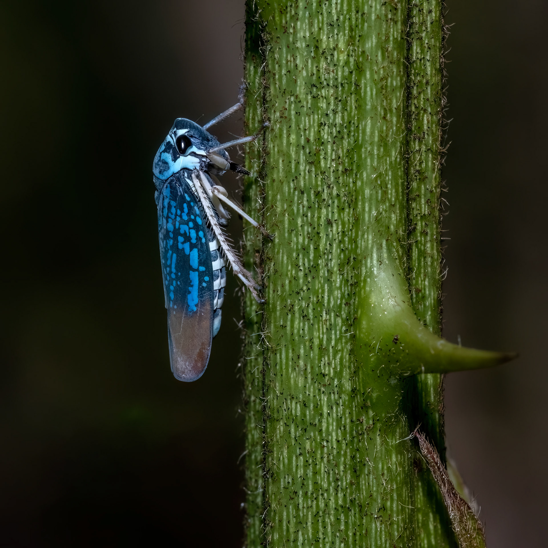 CICADELLIDAE, VALLENUEVO, DOMINICAN REPUBLIC