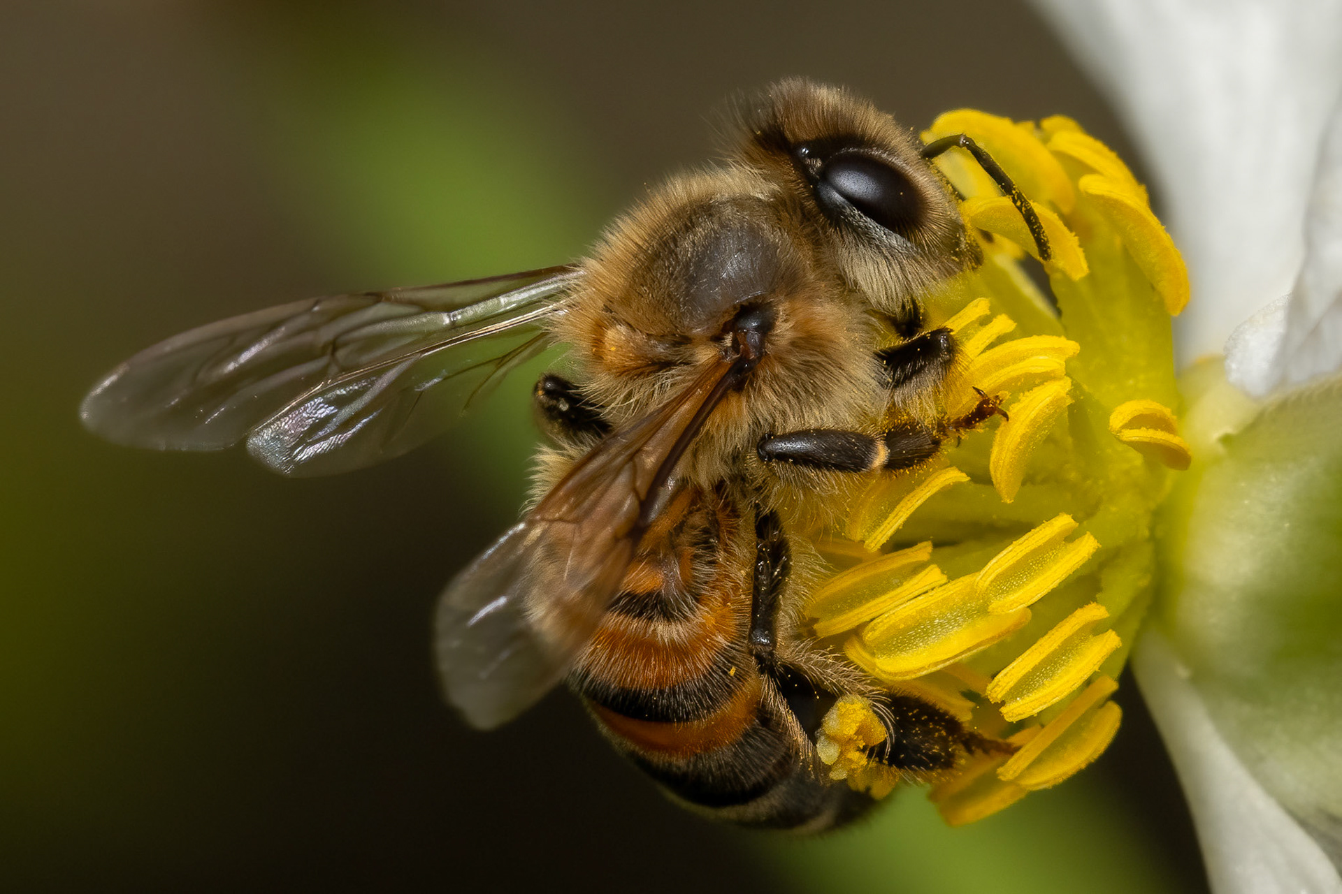 EUROPEAN HONEY BEE, BOTANICAL GARDEN SANTO DOMINGO, DOMINICAN REPUBLIC