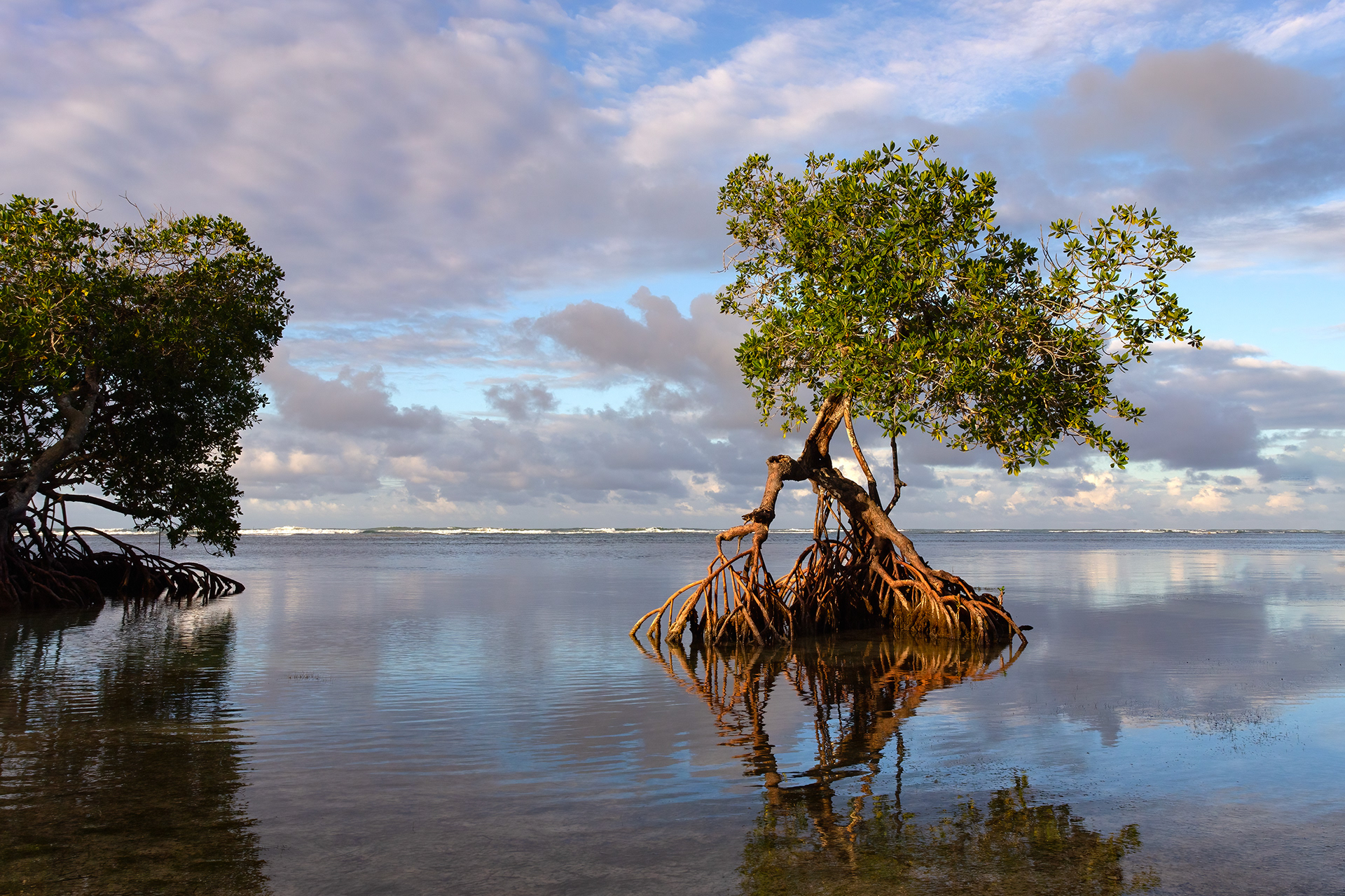 RED MANGROVE, LAS TERRENAS, SAMANA, DOMINICAN REPUBLIC