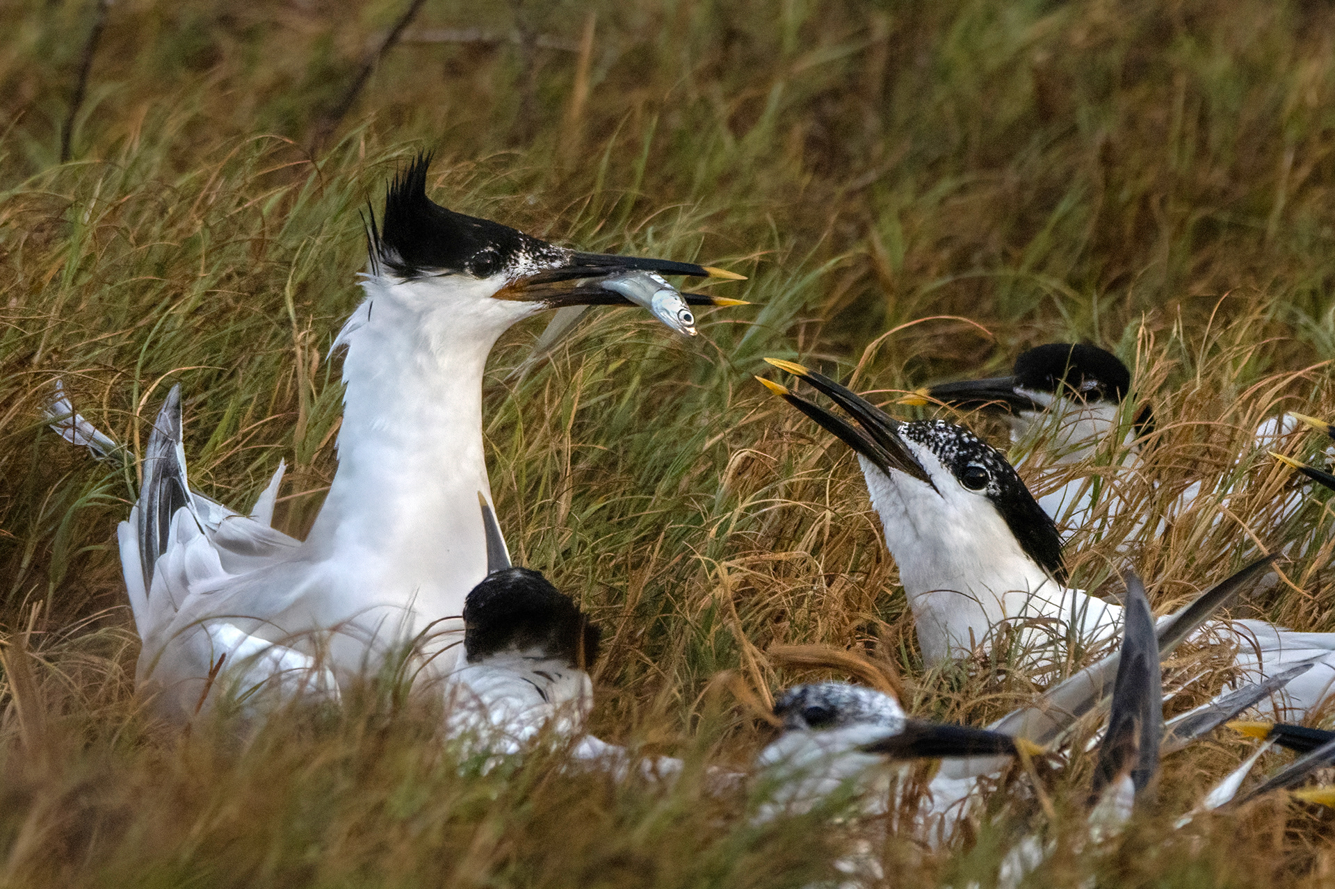 FEEDING TERNS, CAPE TUNA, MONTECRISTI, DOMINICAN REPUBLIC
