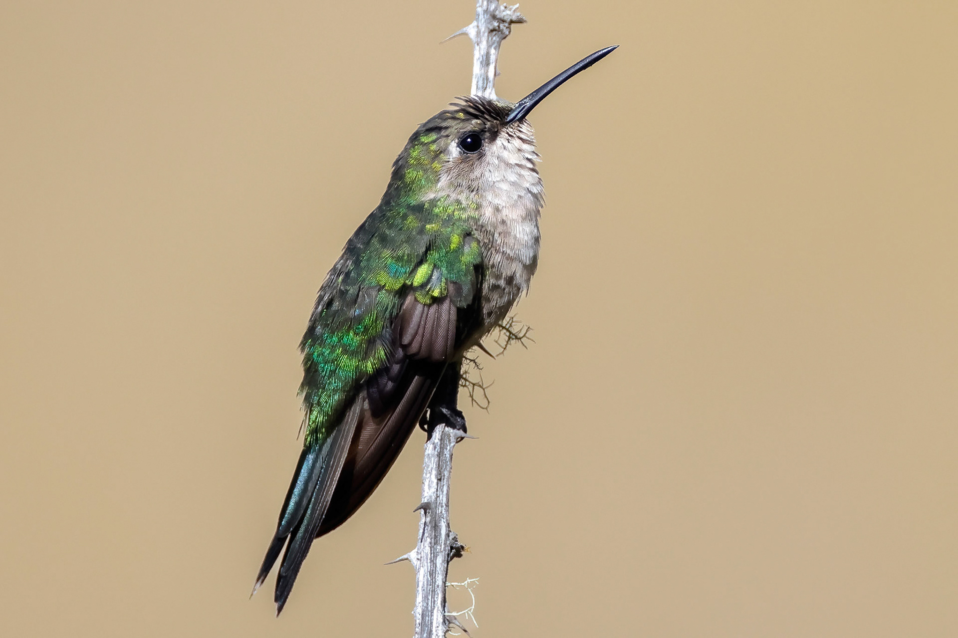 HISPANIOLAN EMERALD, VALLENUEVO, DOMINICAN REPUBLIC