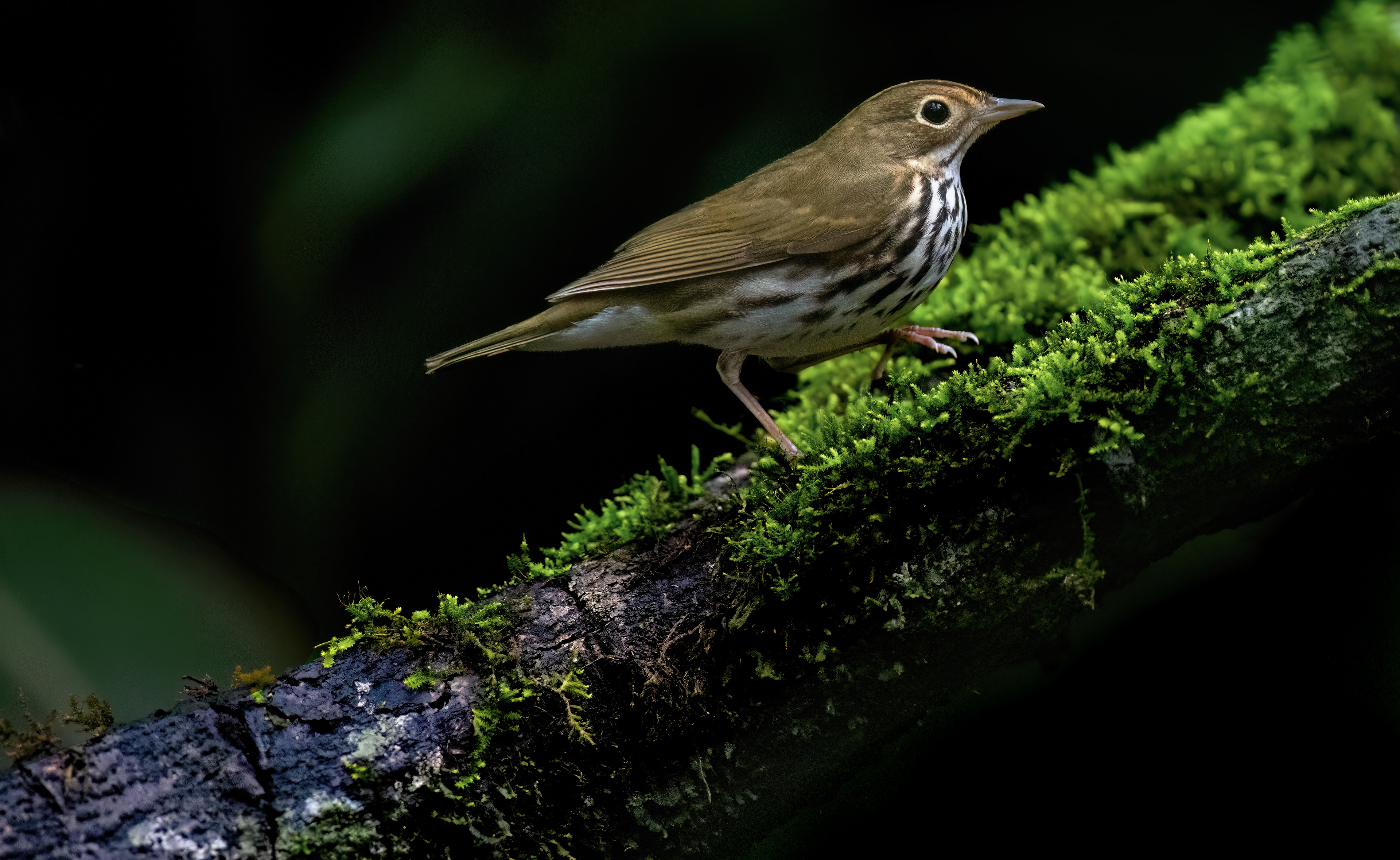 SEIURUS AUROCAPILLA, OVEN BIRD, SAN FRANCISCO DE MACORIS, DOMINICAN REPUBLIC