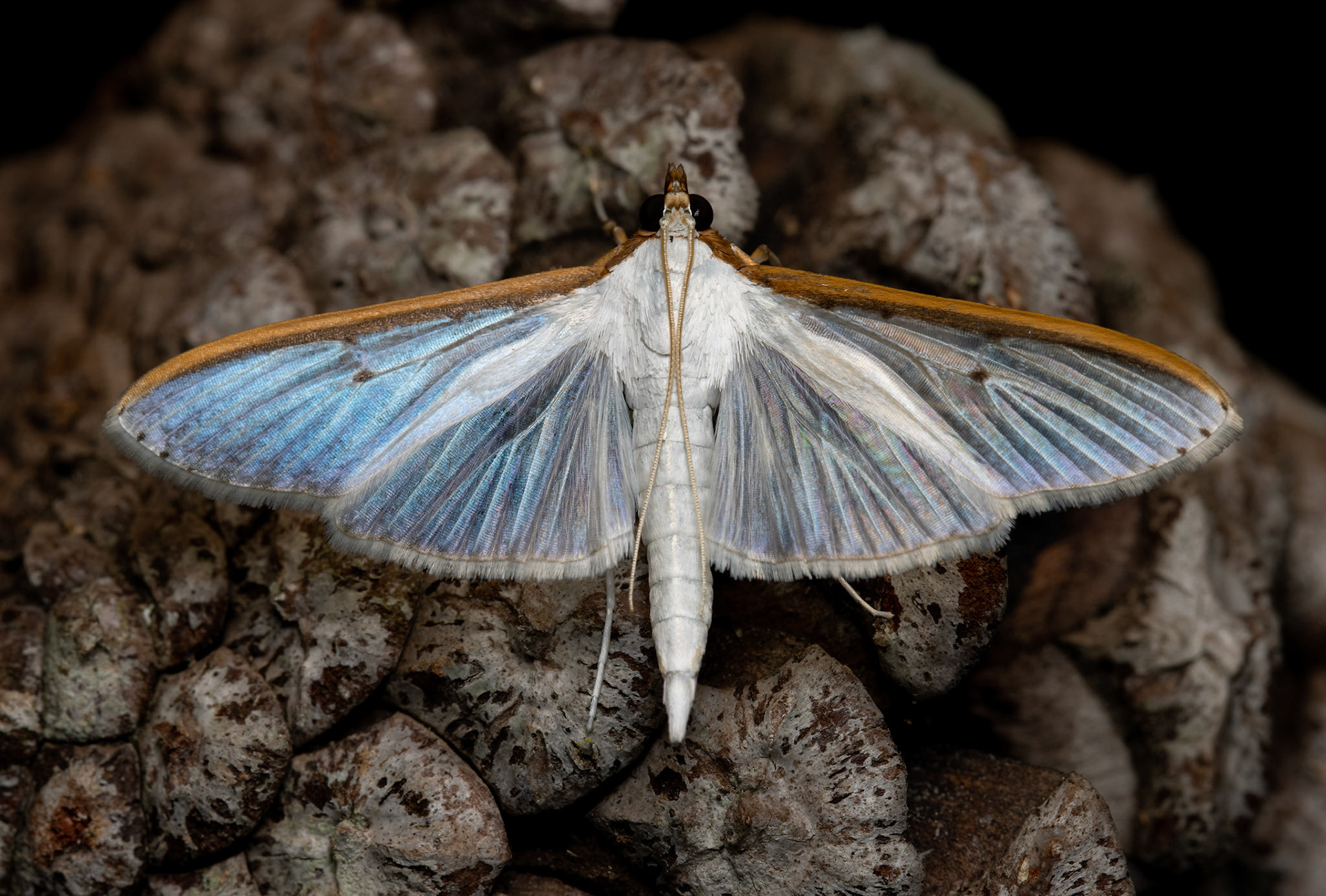 MOTH, JARABACOA, DOMINICAN REPUBLIC