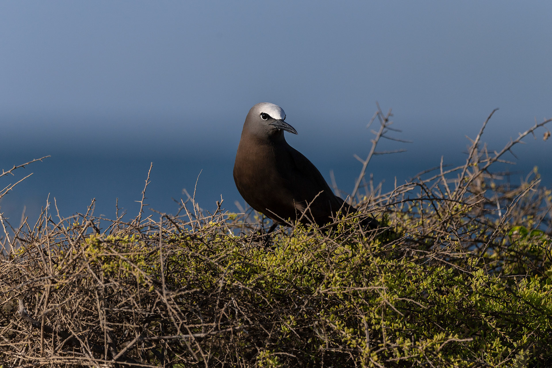 BROWN NODDY, MONTECRISTI, DOMINICAN REPUBLIC