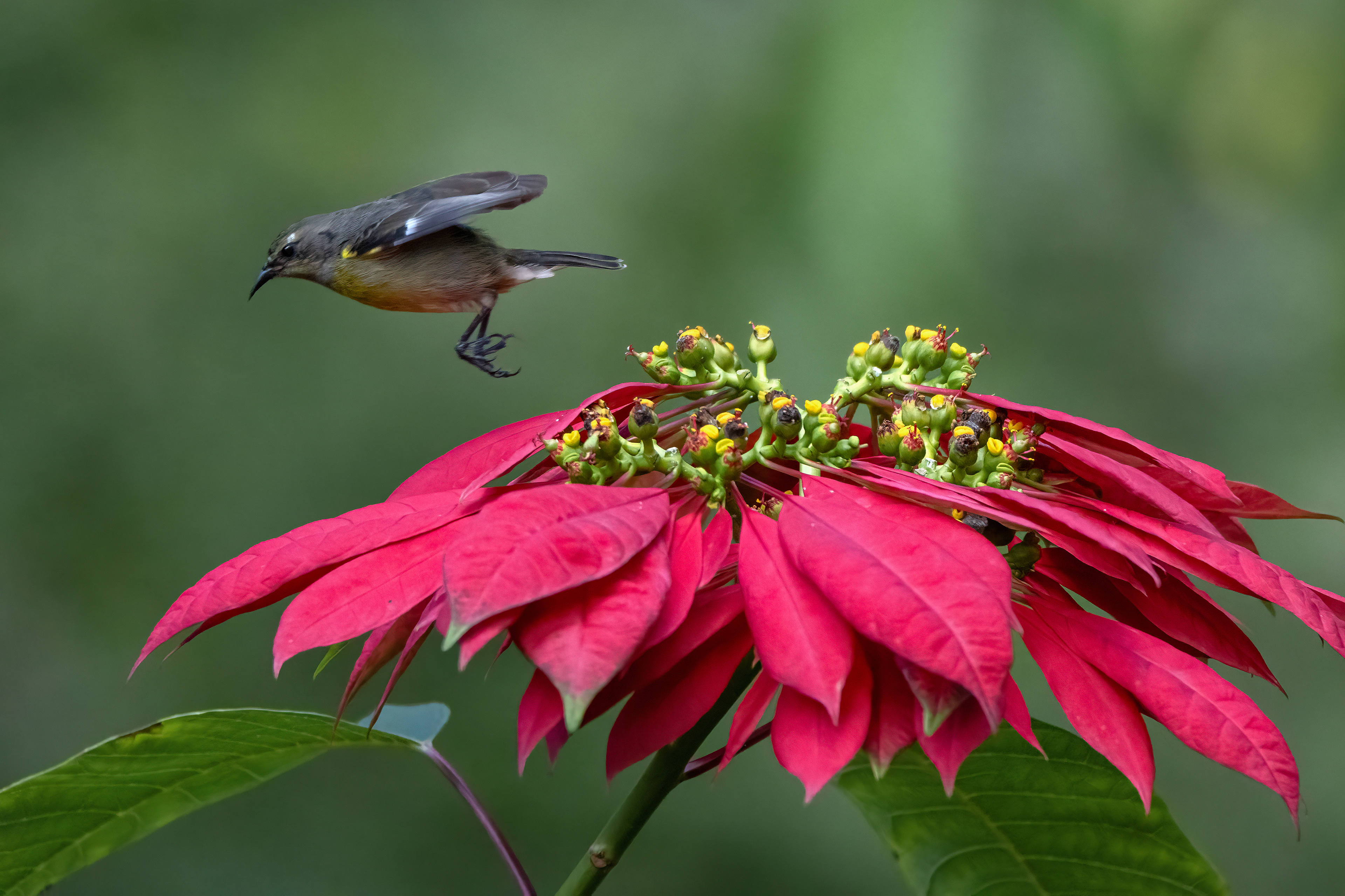 COEREBA FLAVEOLA, BANANAQUIT, CACHOTE, DOMINICAN REPUBLIC