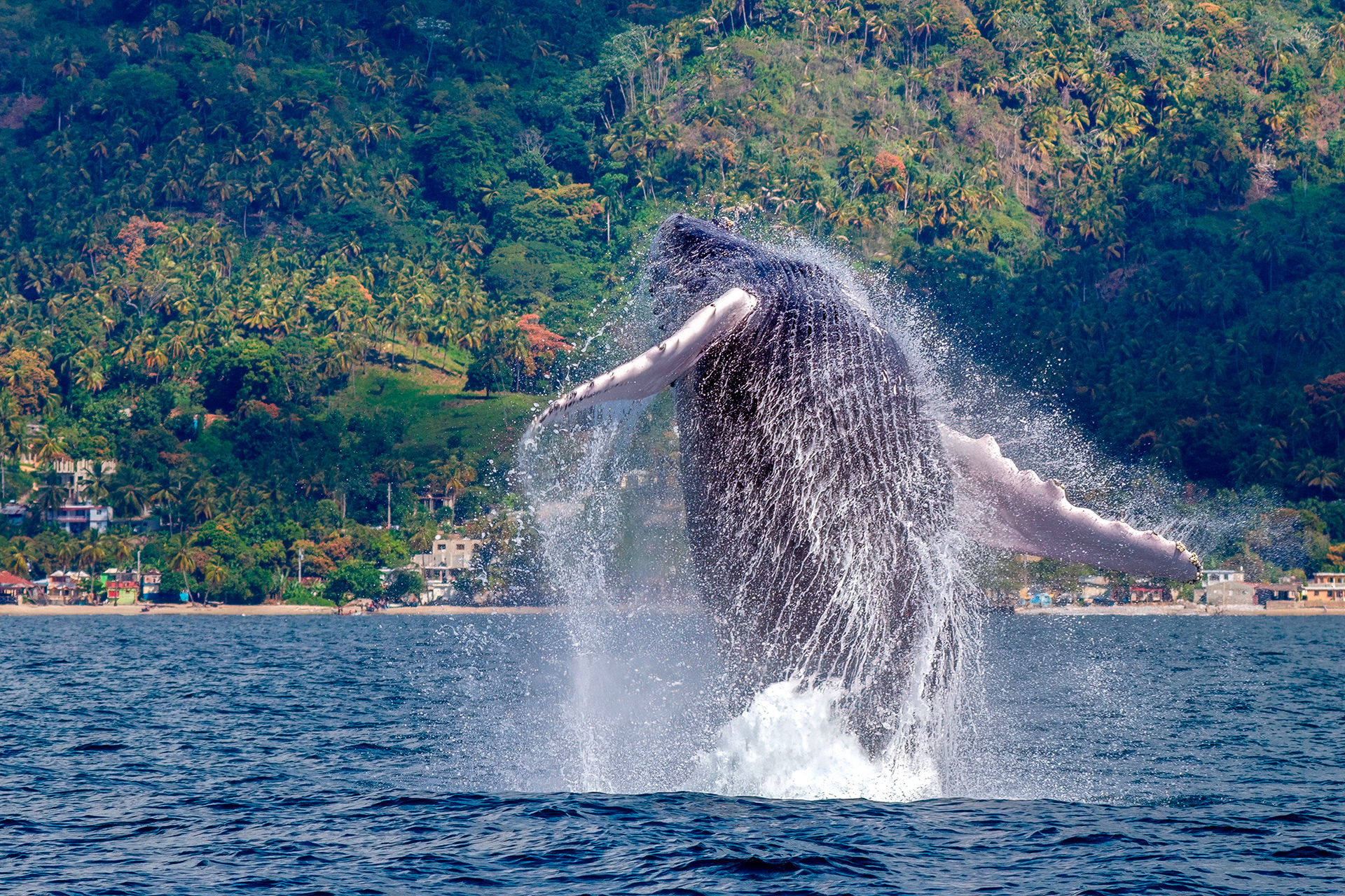 HUMPBACK WHALE, MEGAPTERA NOVAEANGLIAE