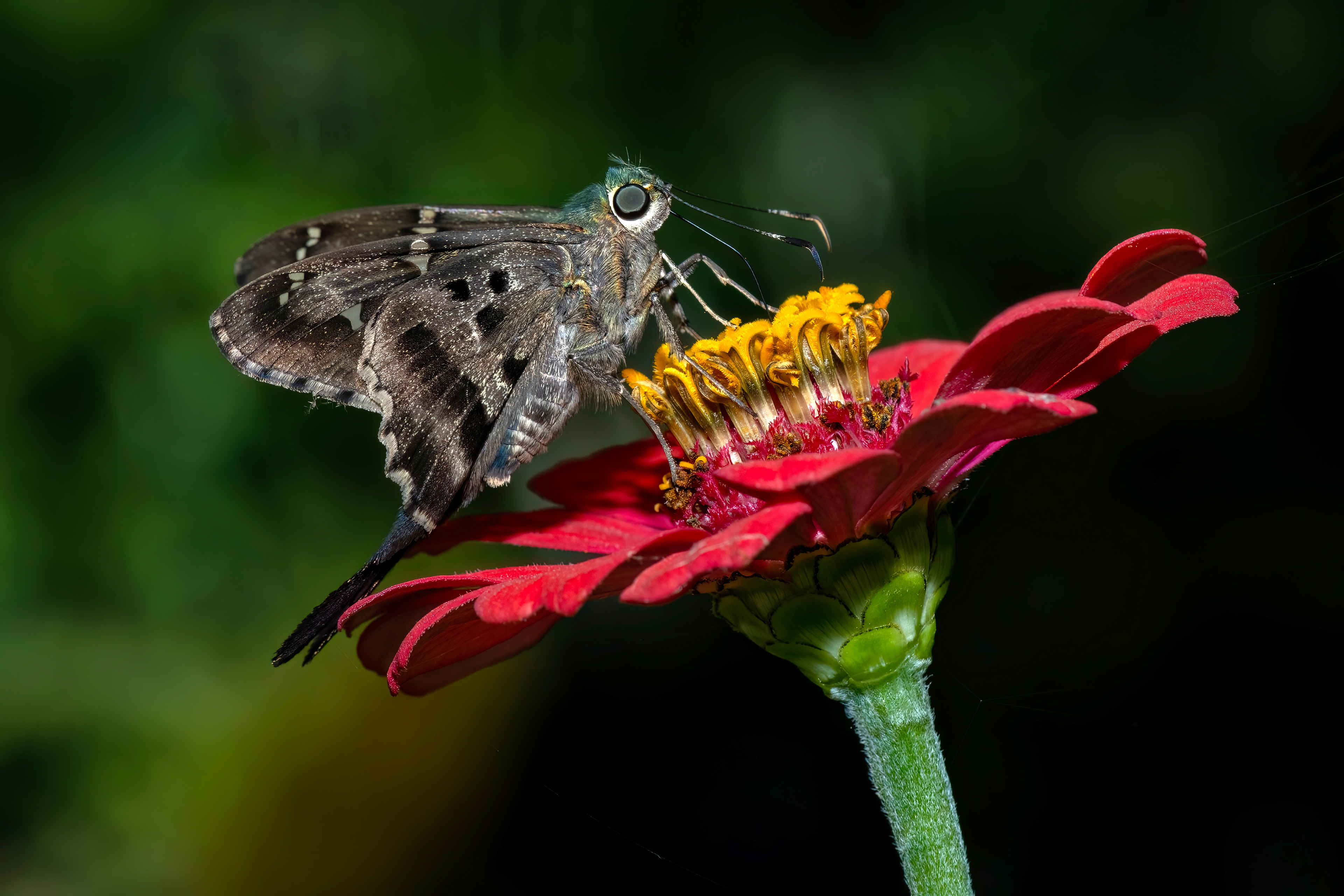URBANUS PROTEUS BUTTERFLY, SABANETA DAM, DOMINICAN REPUBLIC