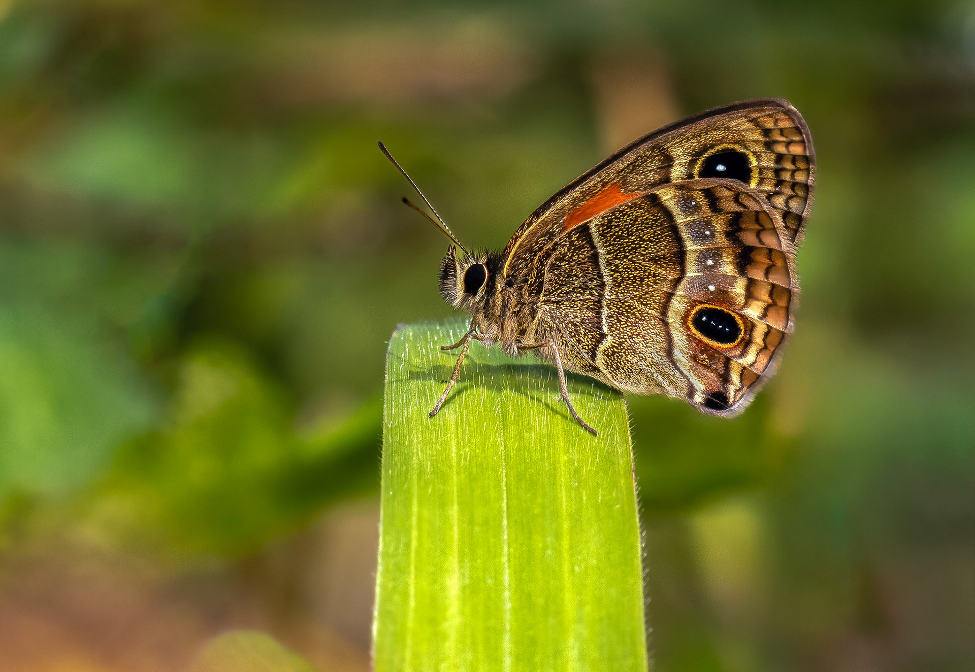 CALISTO BUTTERFLY, SAN CRISTOBAL, DOMINICAN REPUBLIC