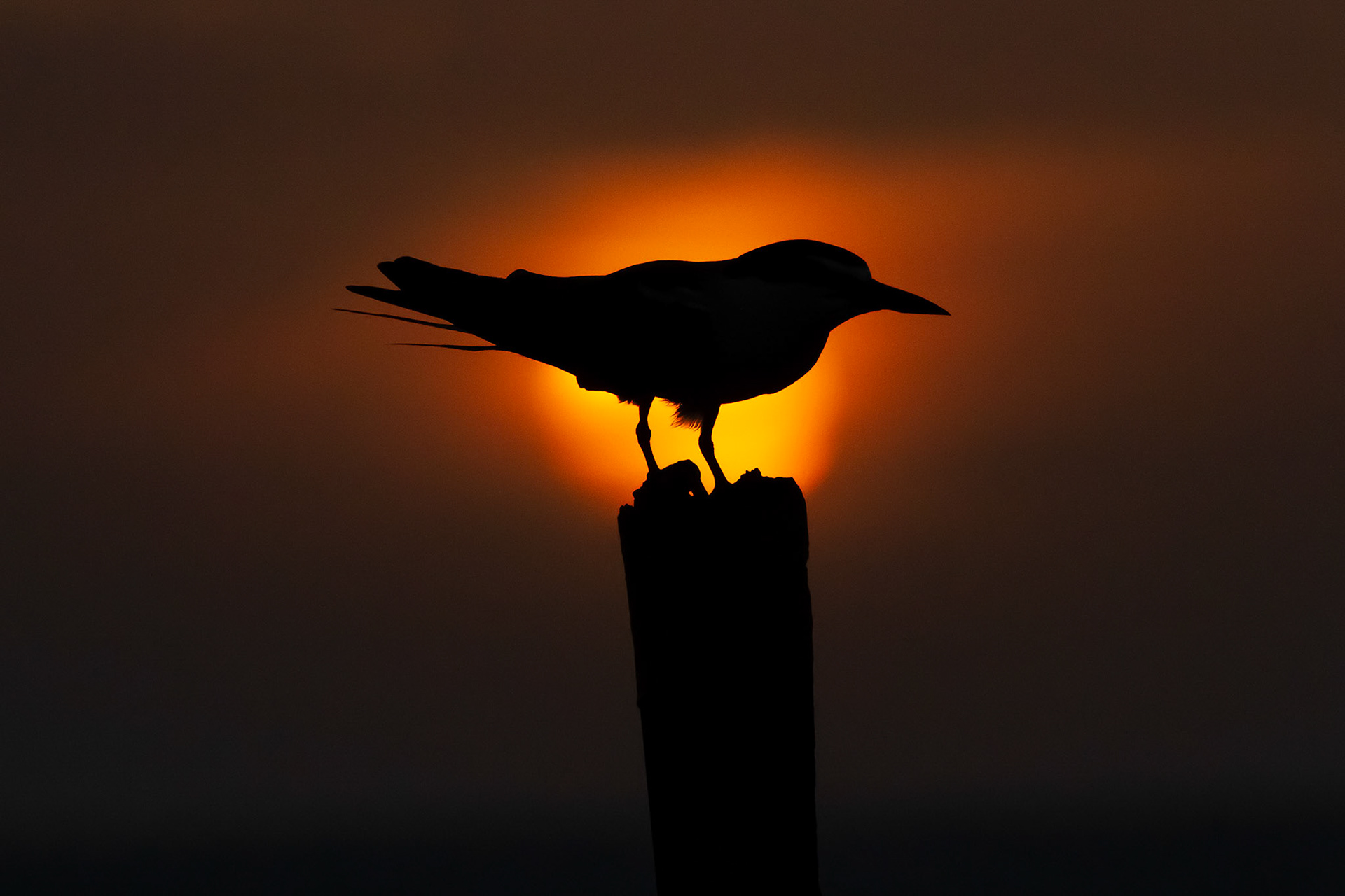 SUNSET BIRD AT MONTECRISTI, DOMINICAN REPUBLIC