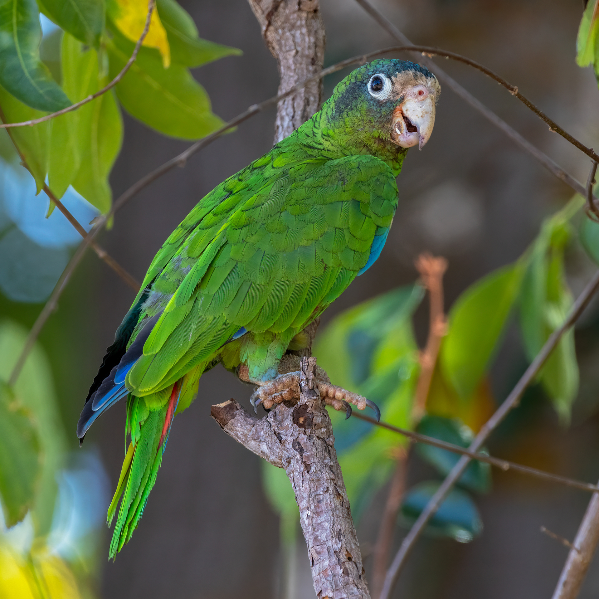 AMAZONA VENTRALIS