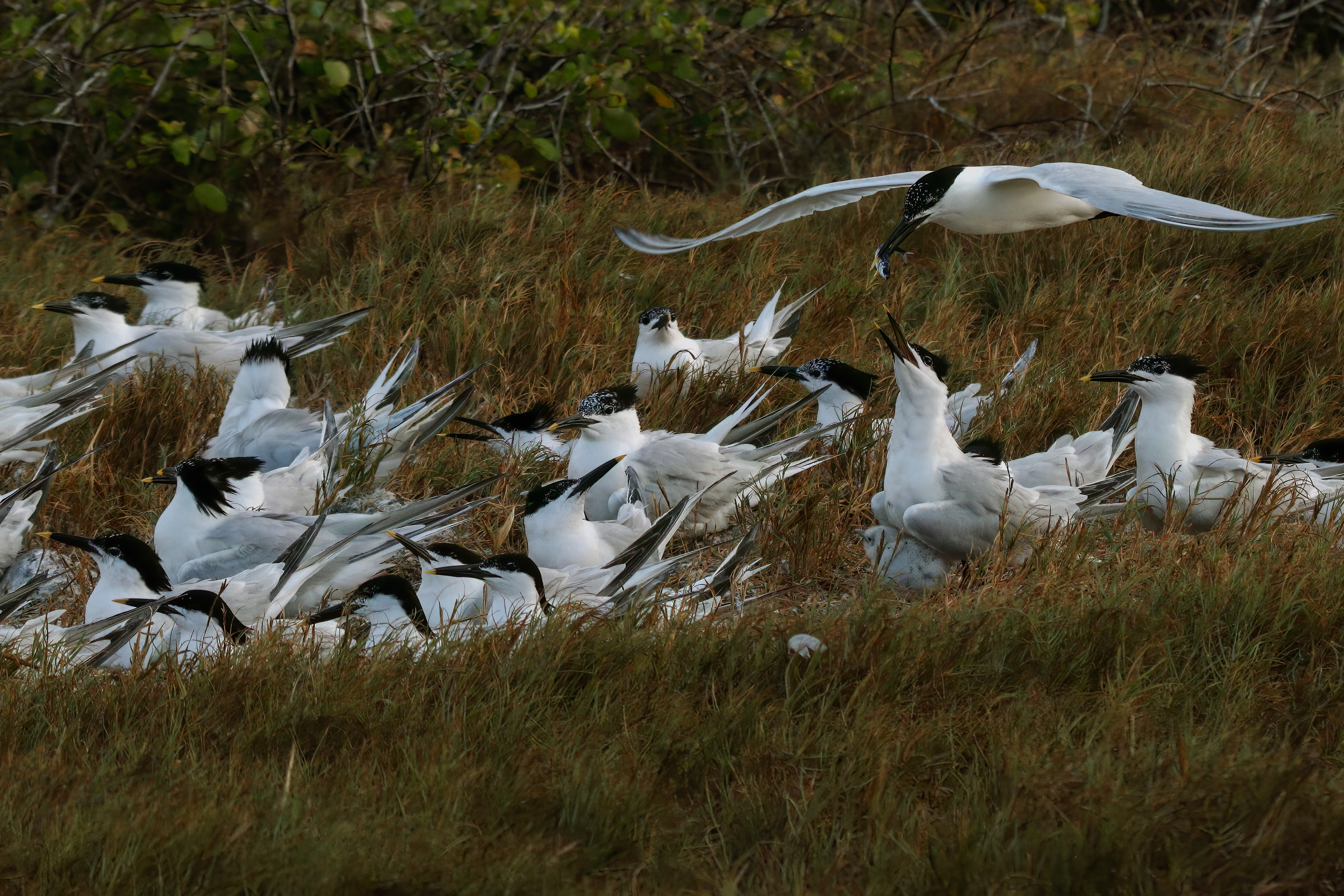FEEDING TERNS, CAPE TUNA, MONTECRISTI, DOMINICAN REPUBLIC