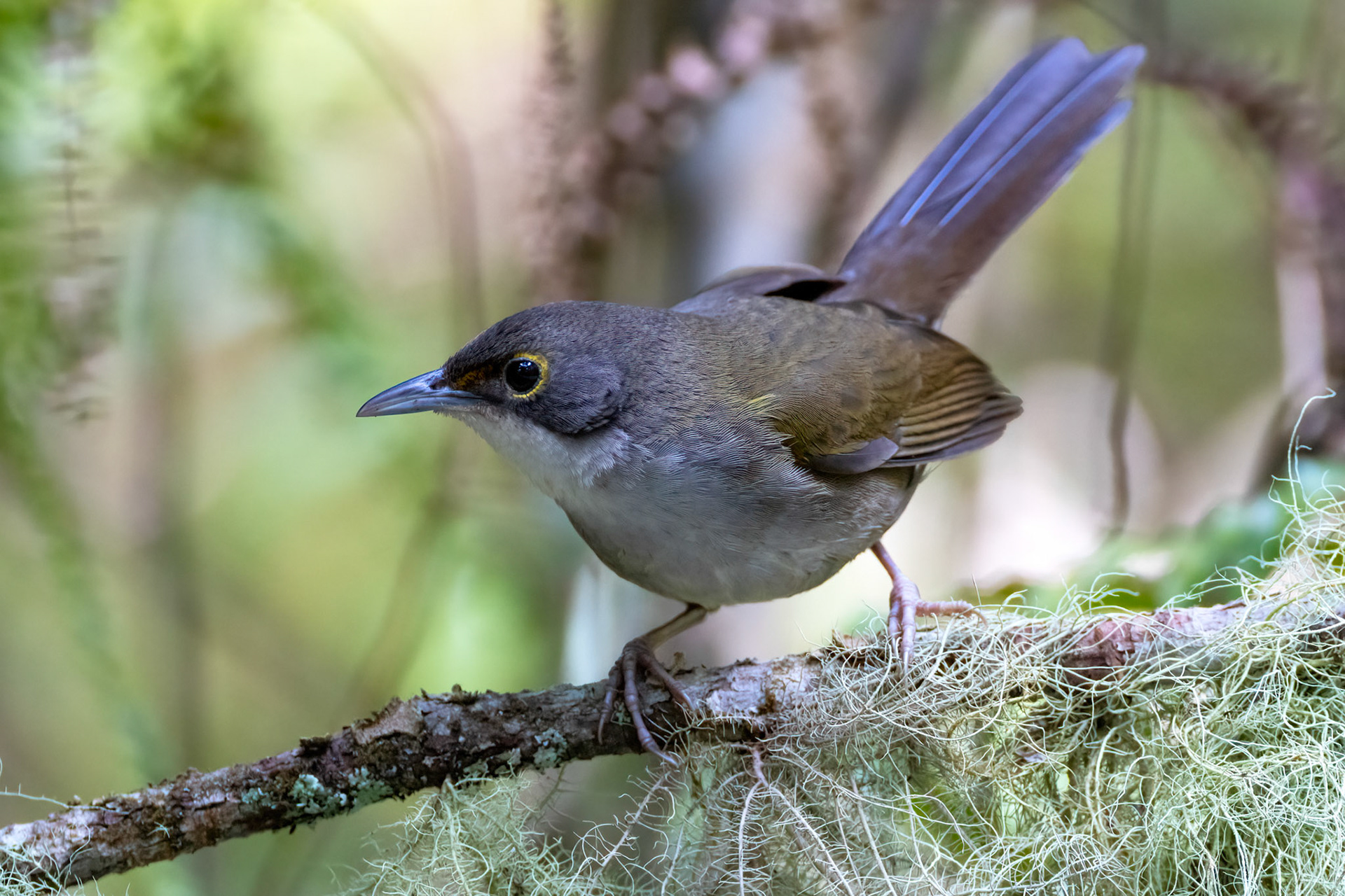 EASTERN CHAT TANAGER, BARAHONA, DOMINICAN REPUBLIC