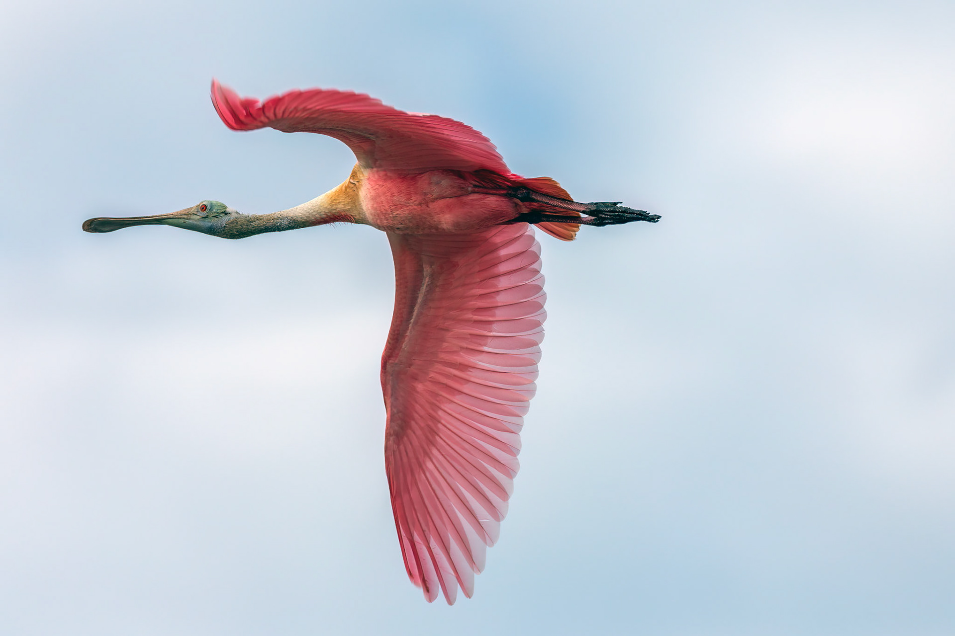 ROSEATE SPOONBILL, MONTECRISTI, DOMINICAN REPUBLIC