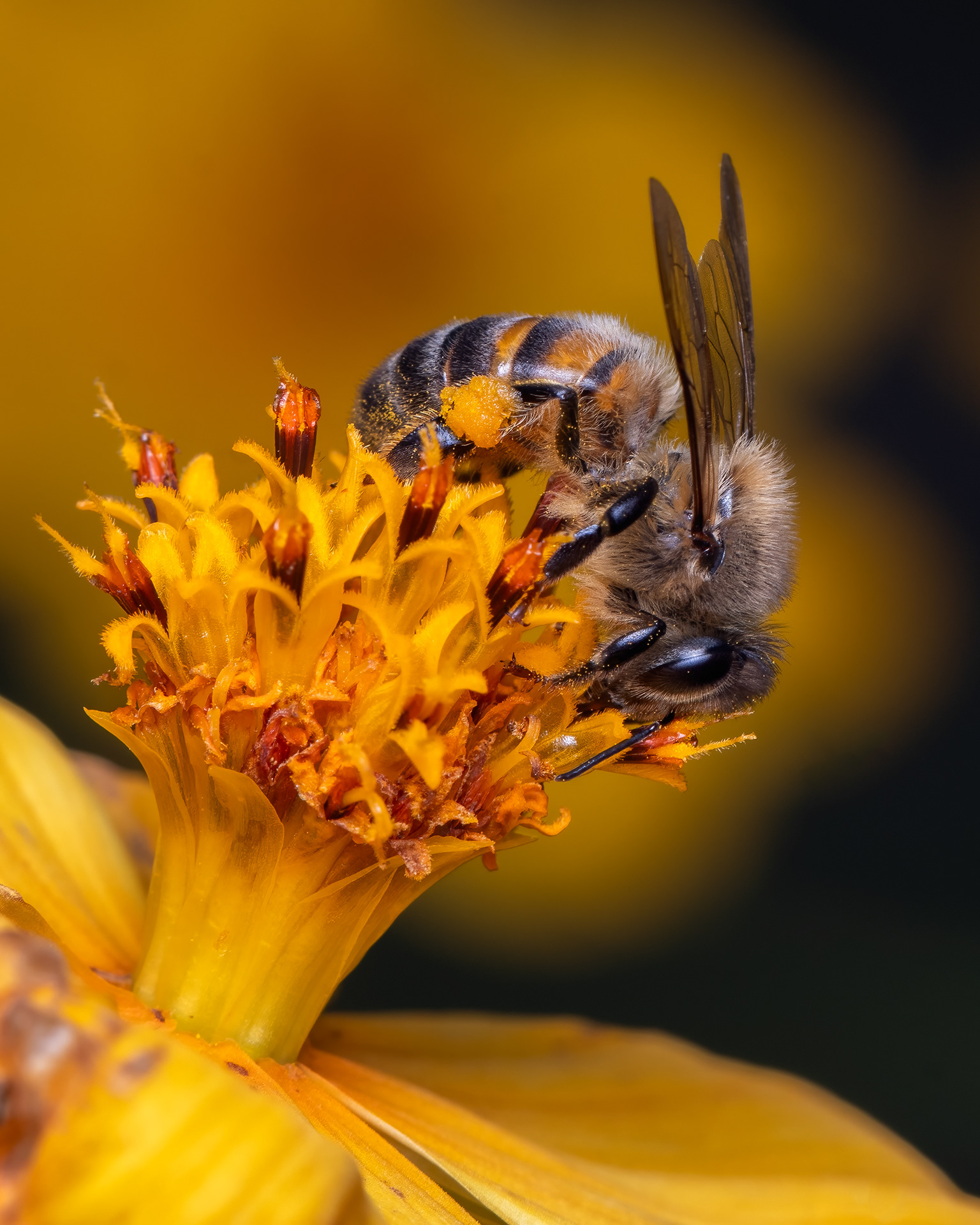 APIS MELLIFERA, SANTO DOMINGO, DOMINICAN REPUBLIC