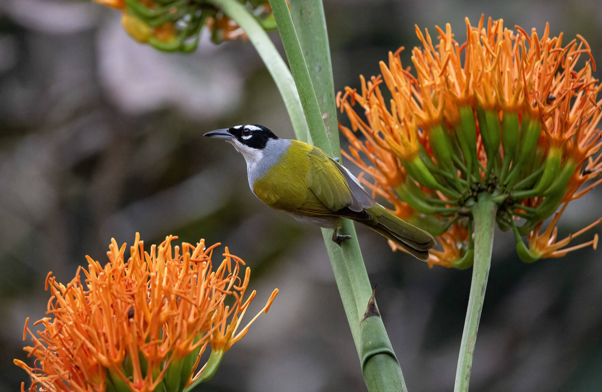 BLACK CROWNED PALM TANAGER, ENDEMIC, BOTANICAL GARDEN, SANTO DOMINGO, DOMINICAN REPUBLIC