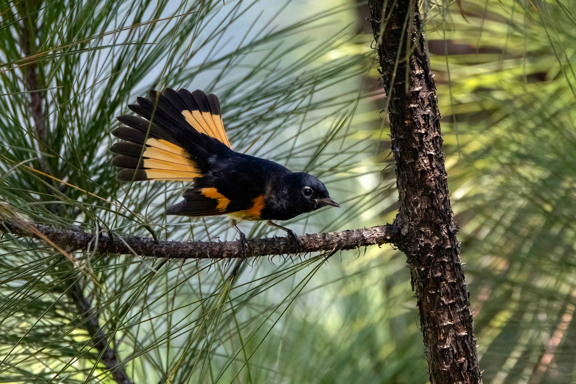 AMERICAN REDSTART, BONAO, DOMINICAN REPUBLIC