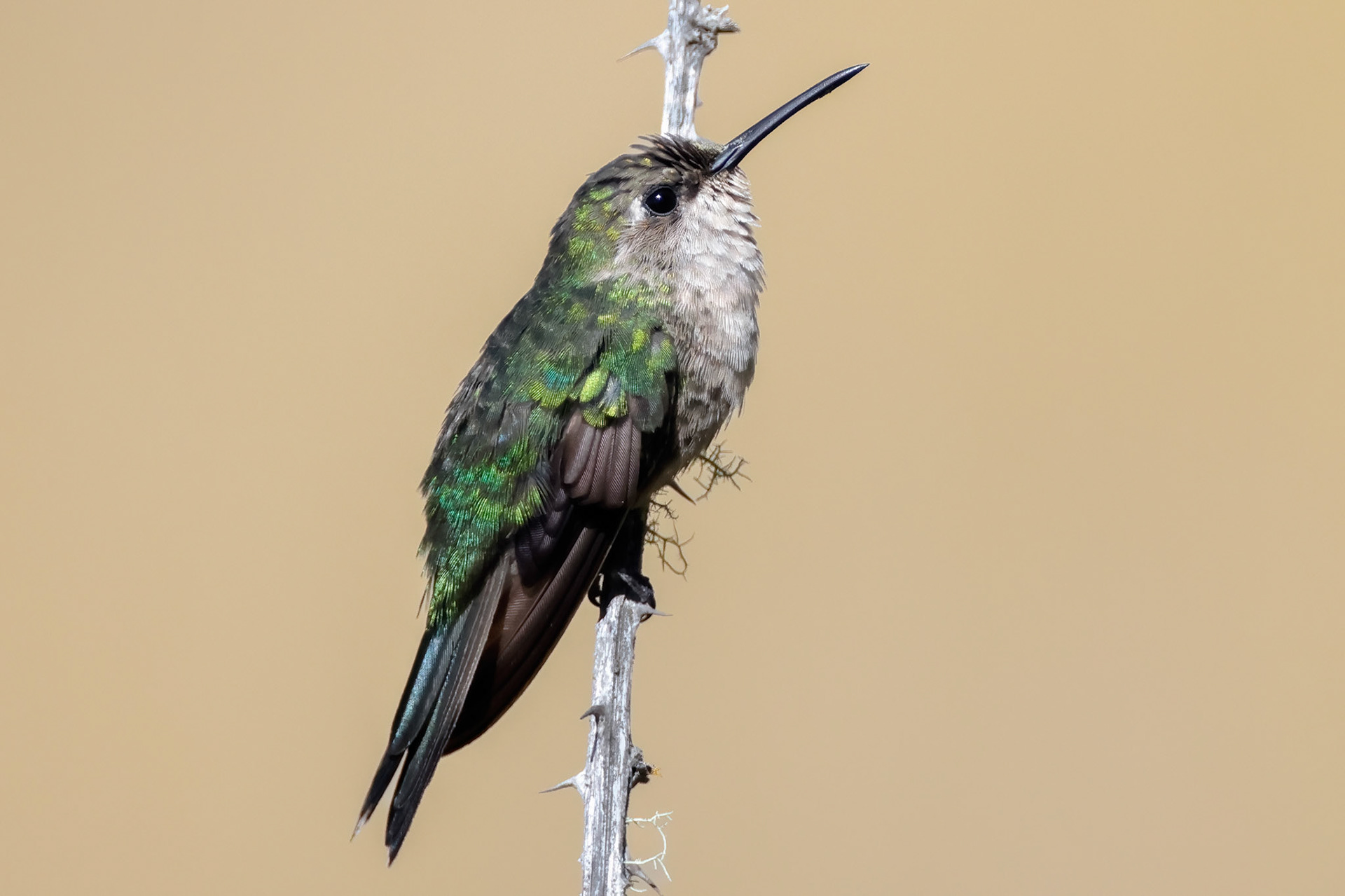 HISPANIOLAN EMERALD, VALLENUEVO, DOMINICAN REPUBLIC