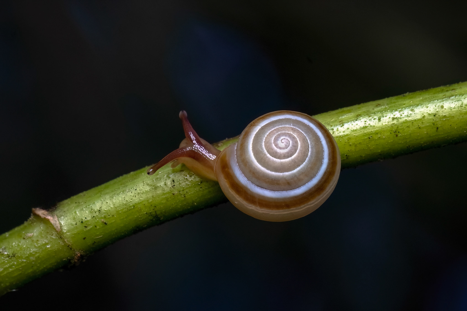 SNAIL, SAN CRISTOBAL, DOMINICAN REPUBLIC