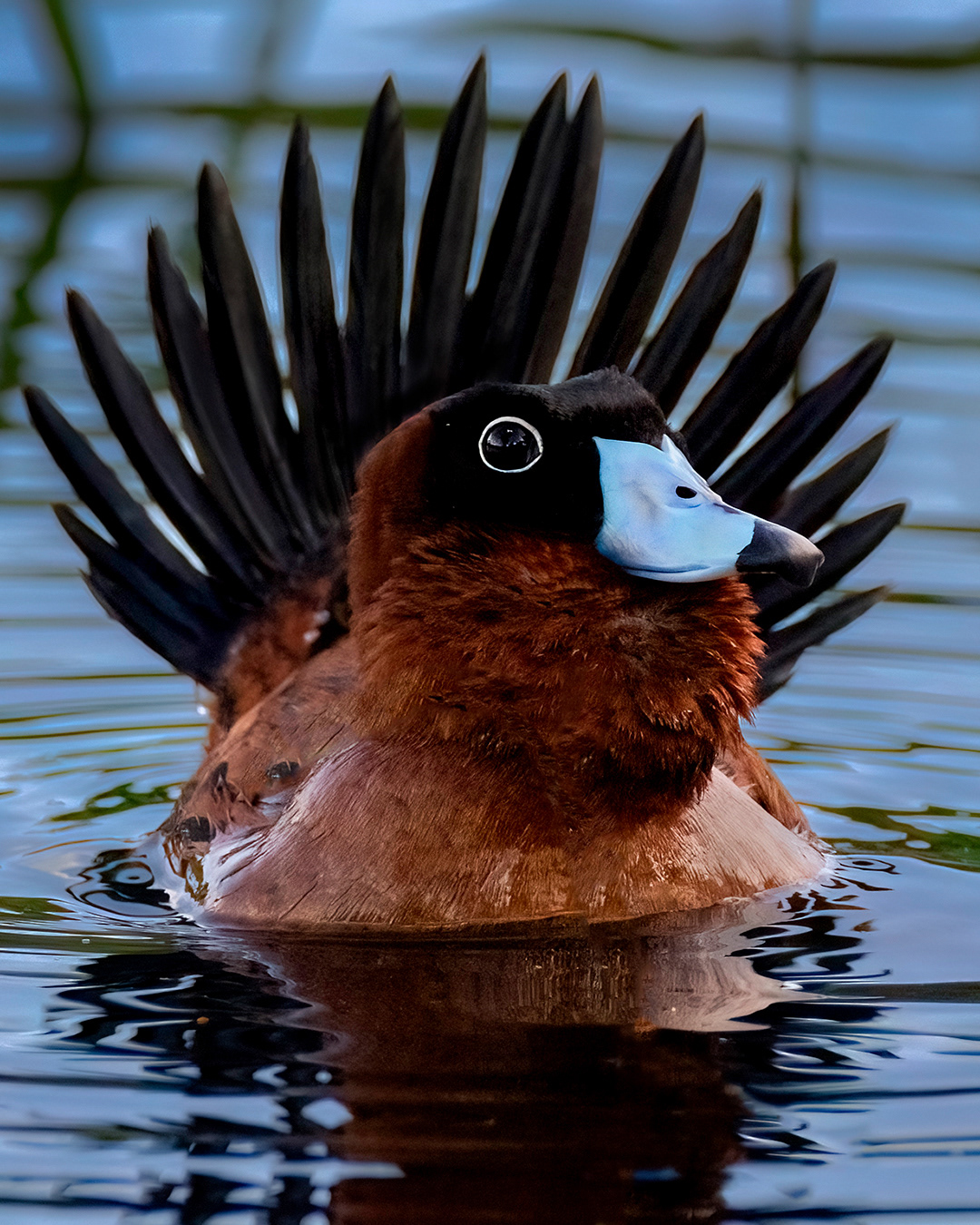 MASKED DUCK, PATO ENMASCARADO, REPUBLICA DOMINICANA