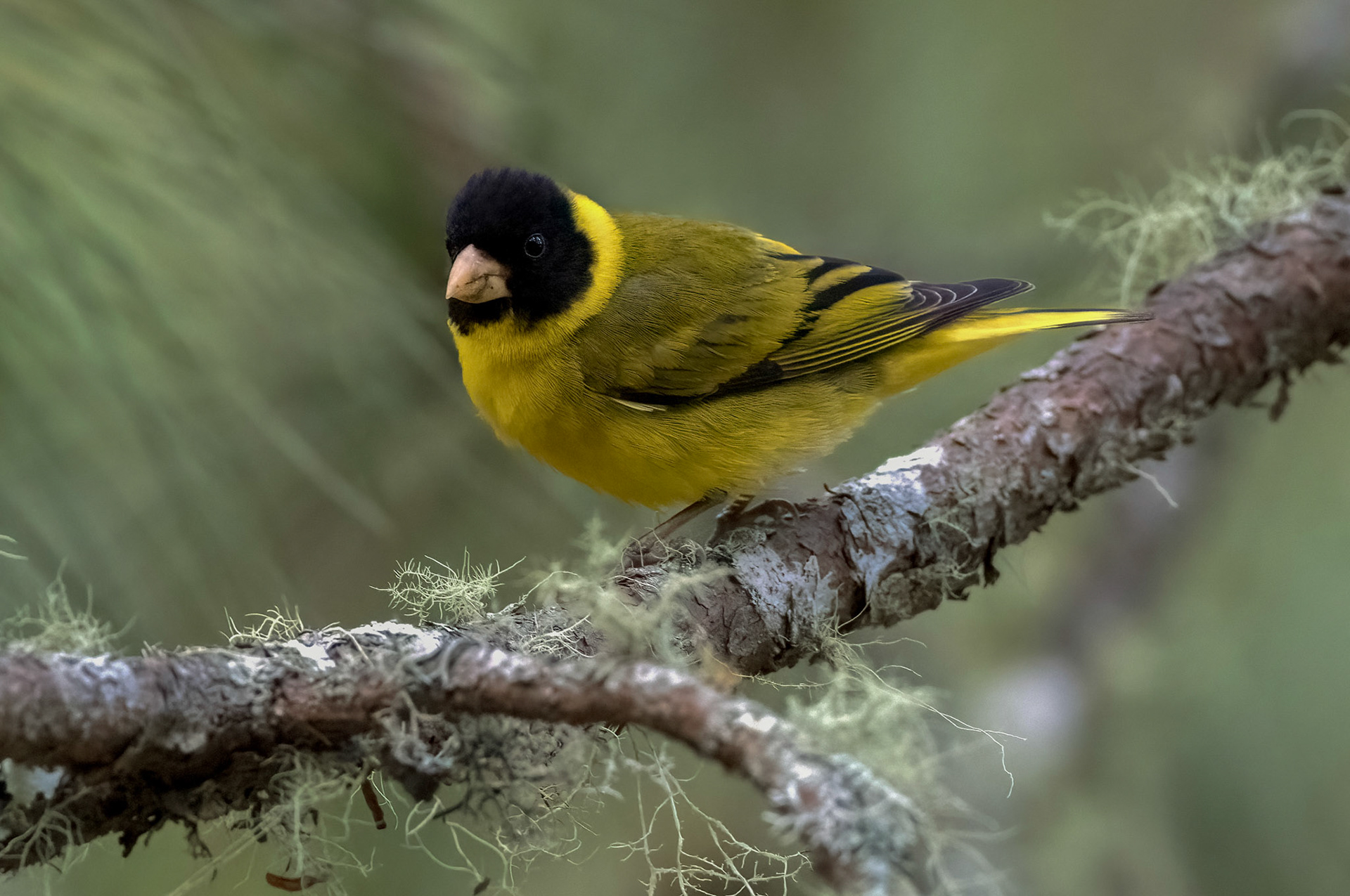 ANTILLEAN SISKIN, ENDEMIC,  VALLENUEVO, DOMINICAN REPUBLIC