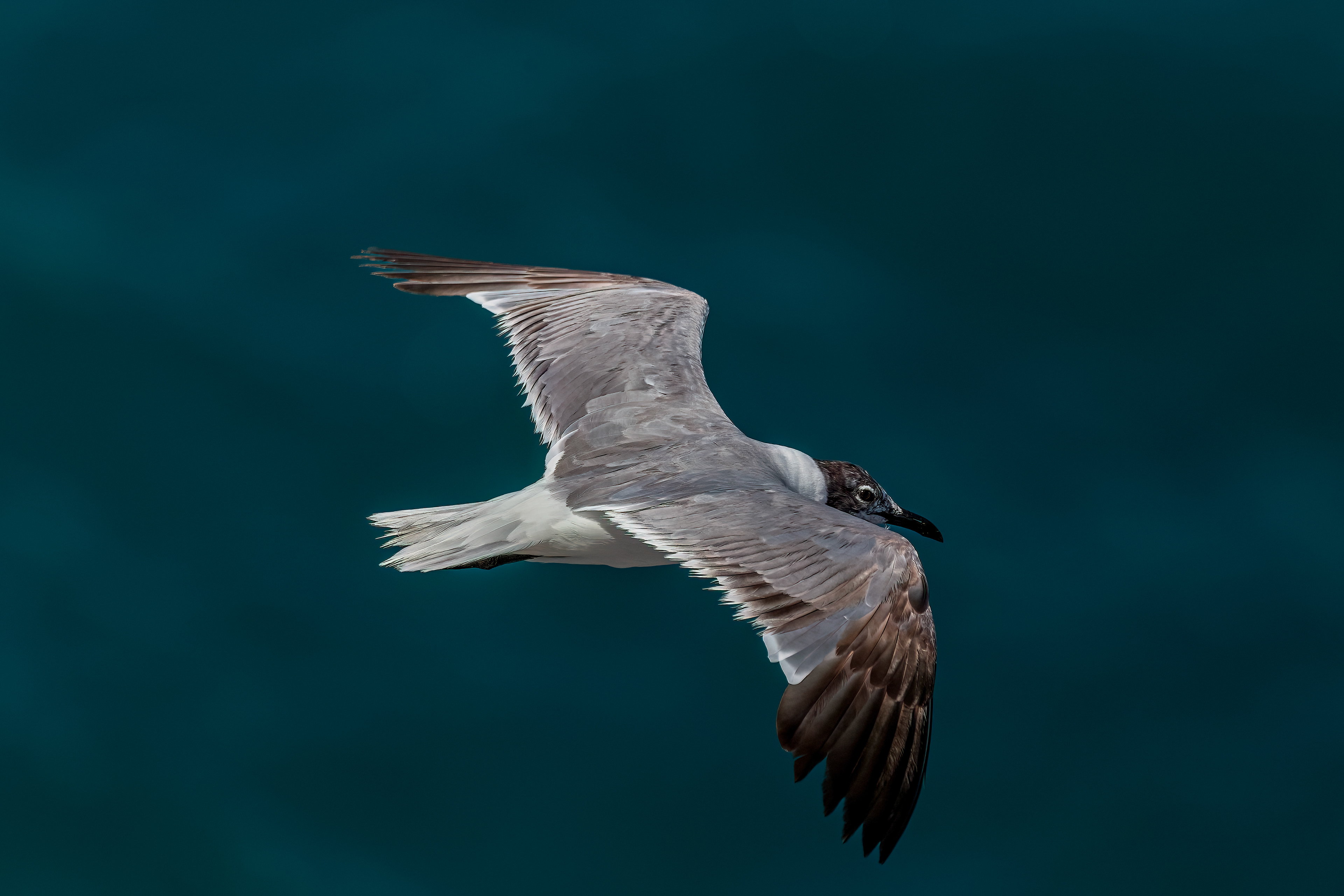 LEUCOPHAEUS ATRICILLA, LAGUNA DE OVIEDO, DOMINICAN REPUBLIC NATURE PHOTOGRAPHY BY JAVIER GAUTIER