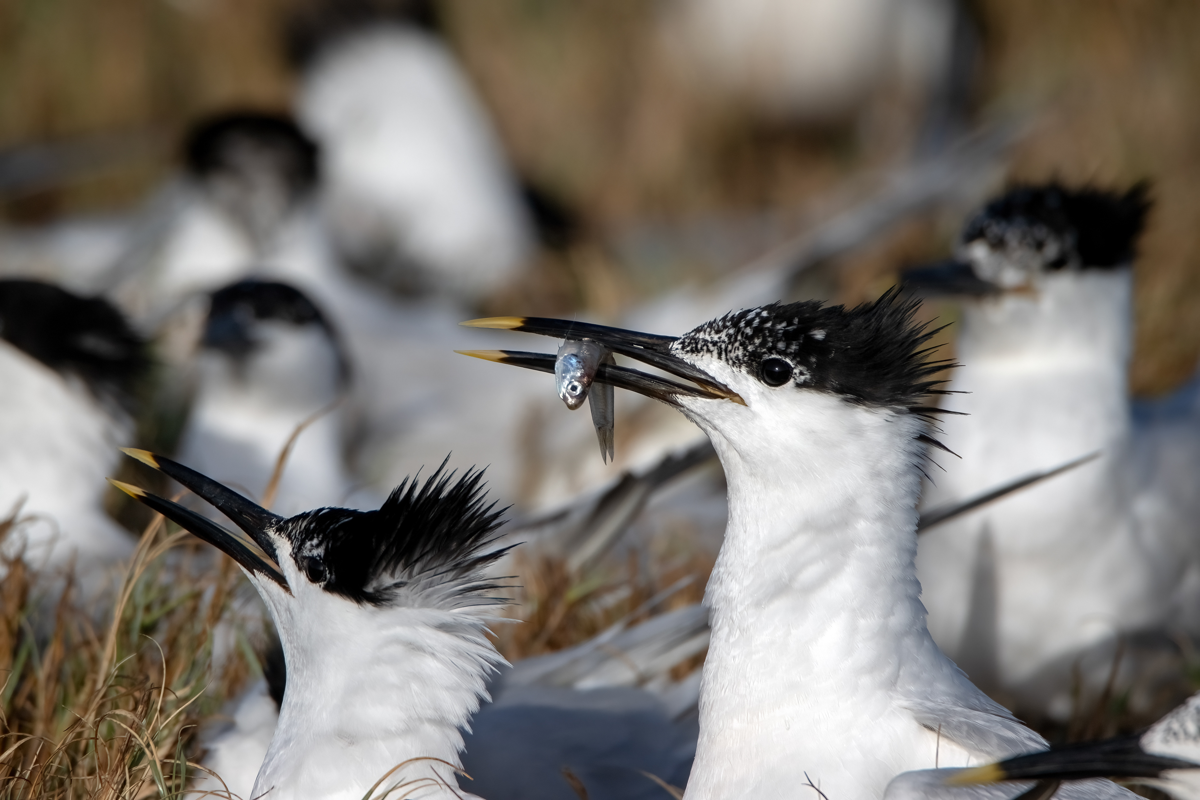 FEEDING TERNS, CAPE TUNA, MONTECRISTI, DOMINICAN REPUBLIC