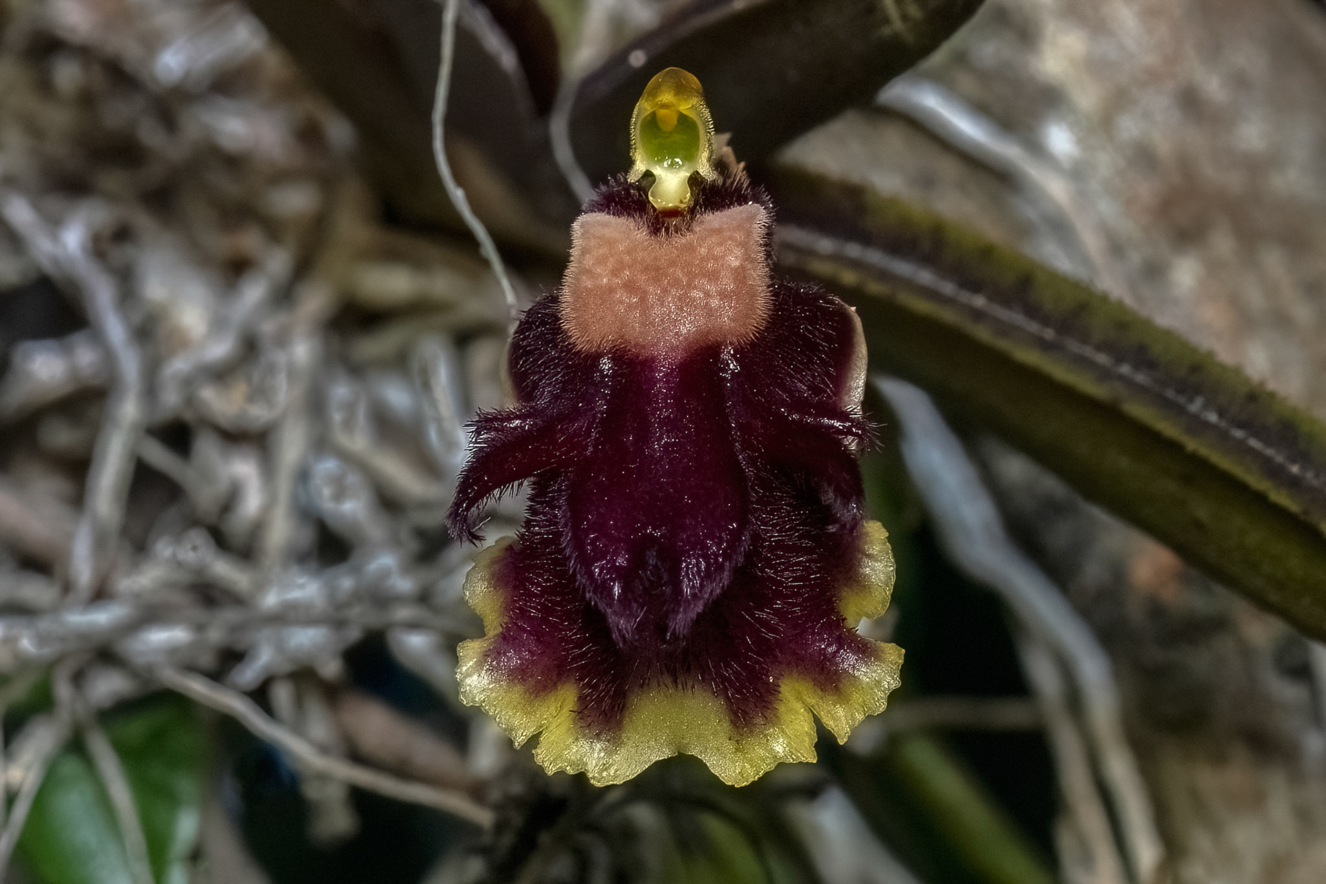 ORCHID TOLUMNIA HENEKENII, ENDEMIC, VILLA ELISA, DOMINICAN REPUBLIC