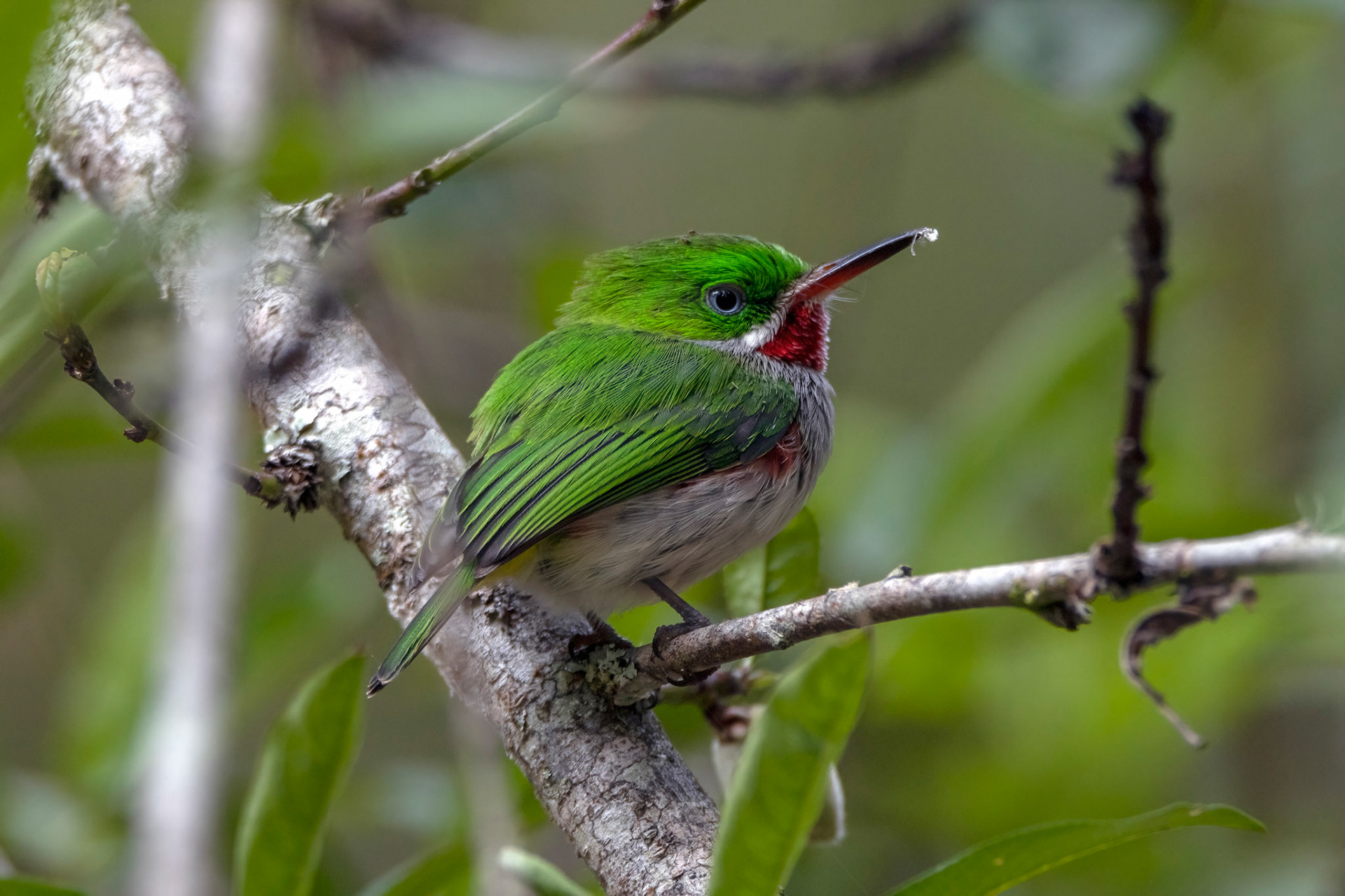 NARROW BILLED TODY, ENDEMIC, PUERTO ESCONDIDO, DOMINICAN REPUBLIC