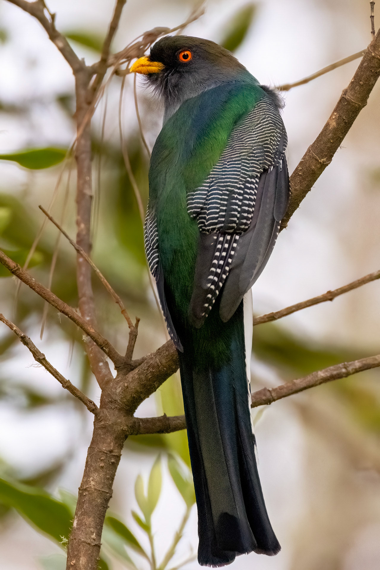 HISPANIOLAN TROGON, VALLENUEVO, DOMINICAN REPUBLIC
