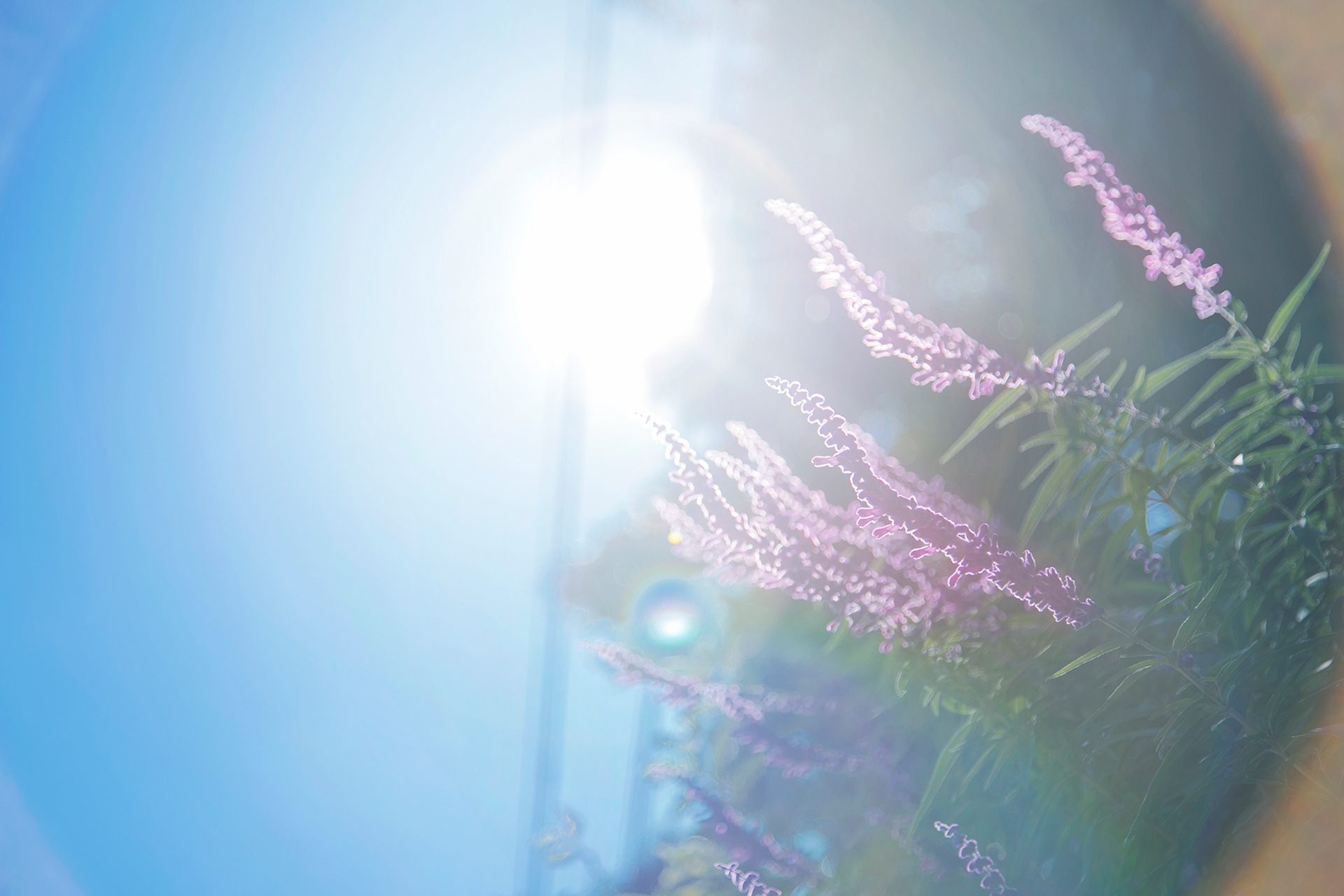 ラベンダー - lavender (NOBANA)