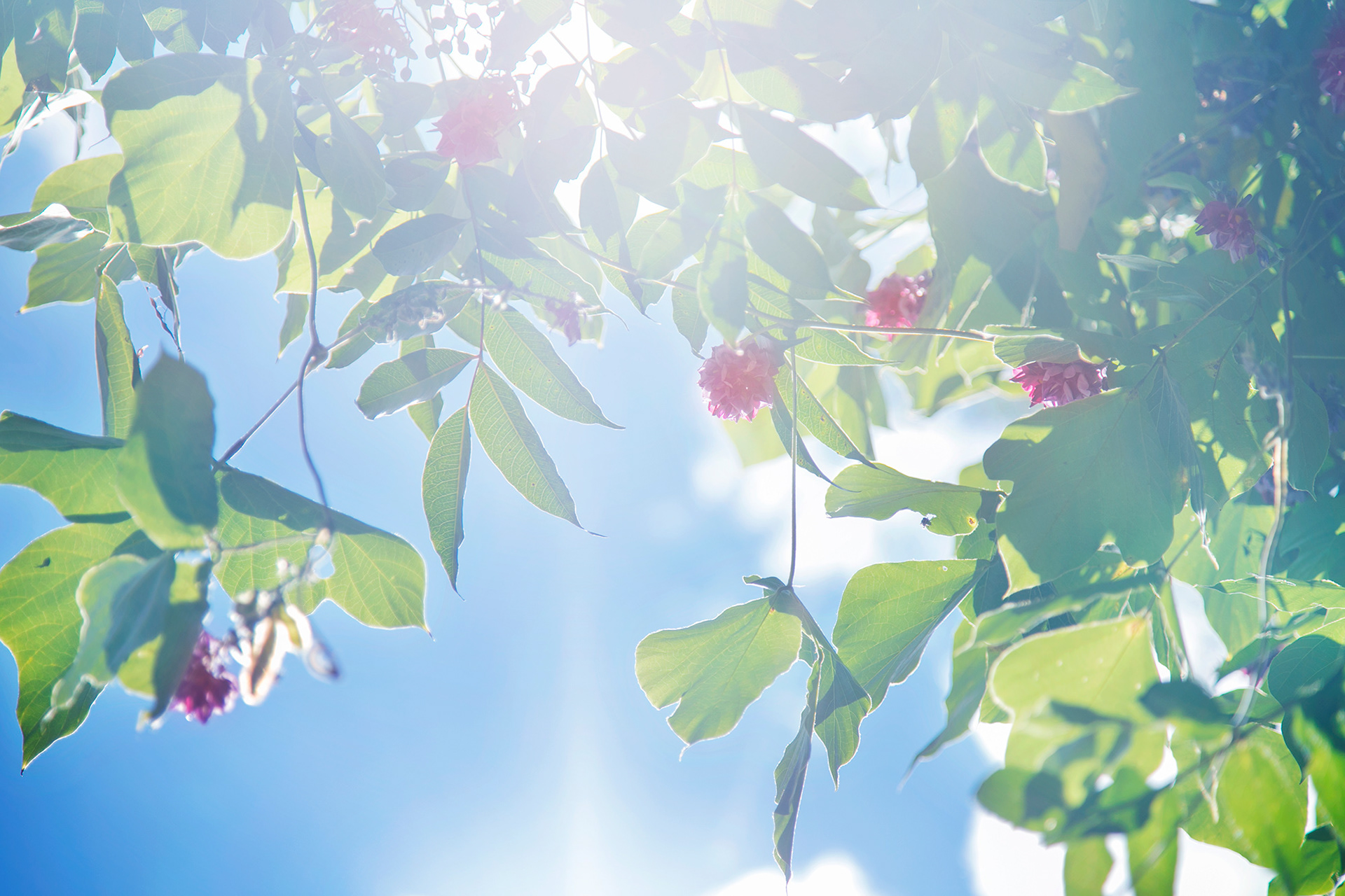 クズ - Puerarialobata