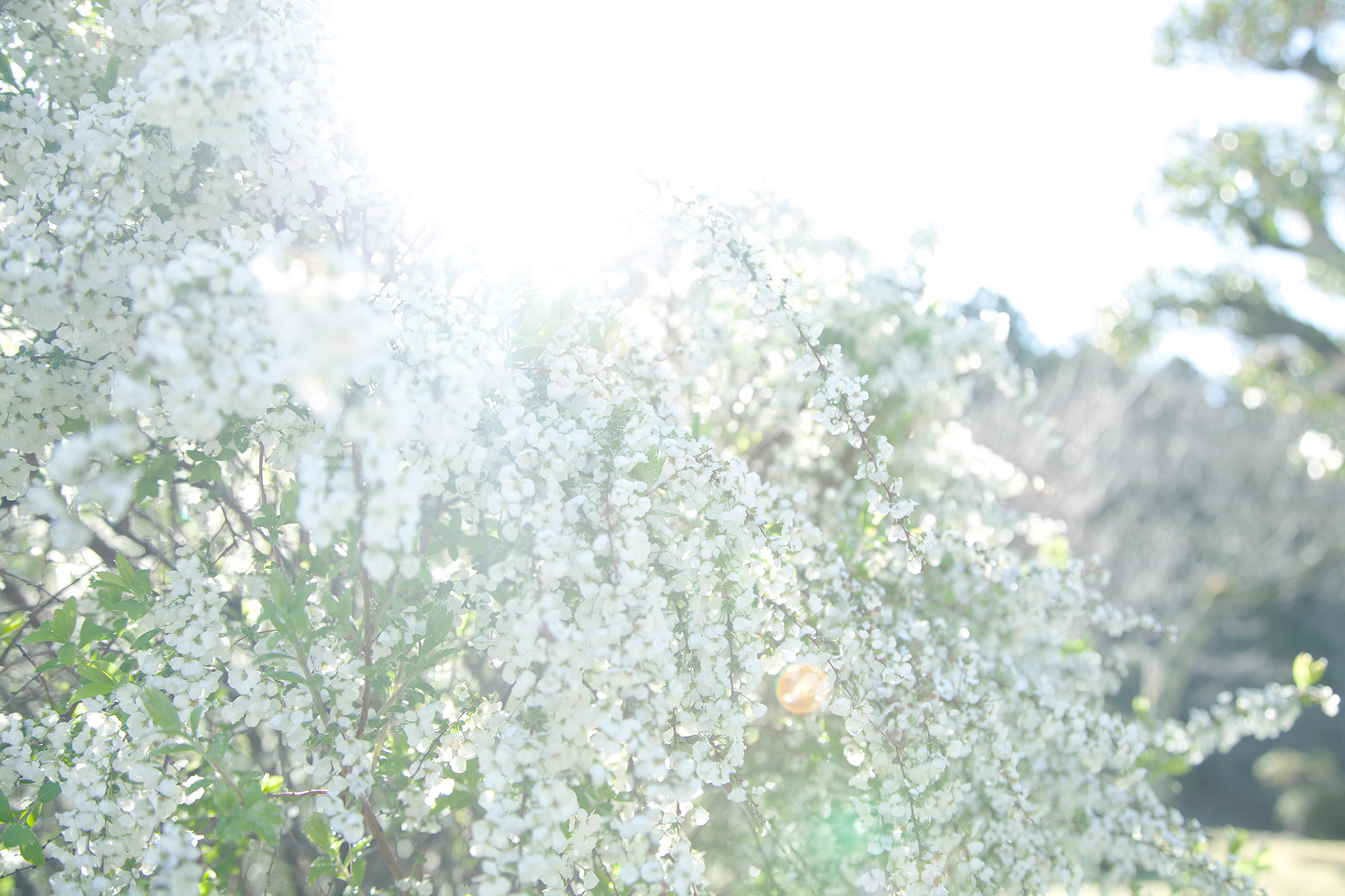 ユキヤナギ - thunbery spirea(NOBANA)