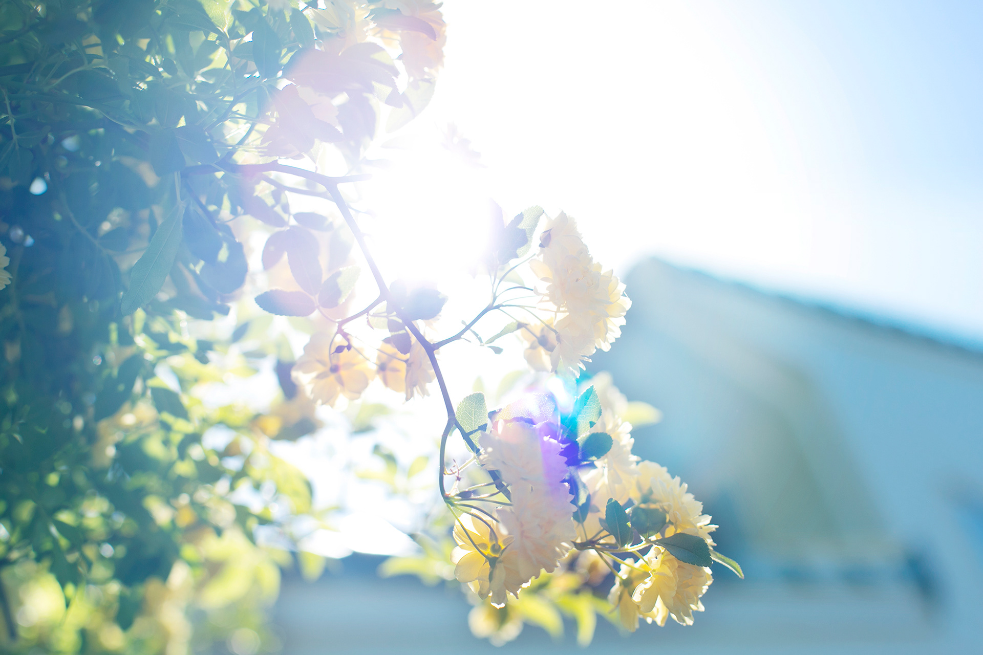 木香薔薇 - rosabanksiae