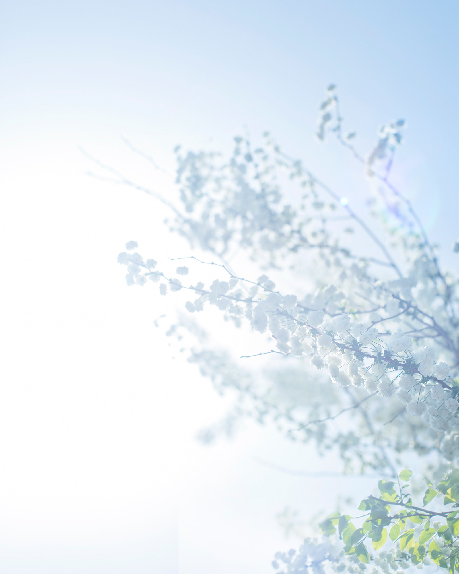 梅花空木 - philadelphussatsumi